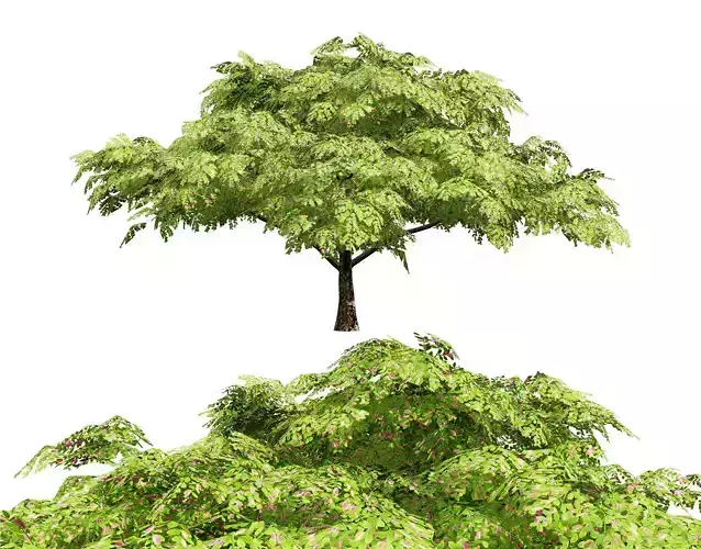 Rain Tree 3D Model