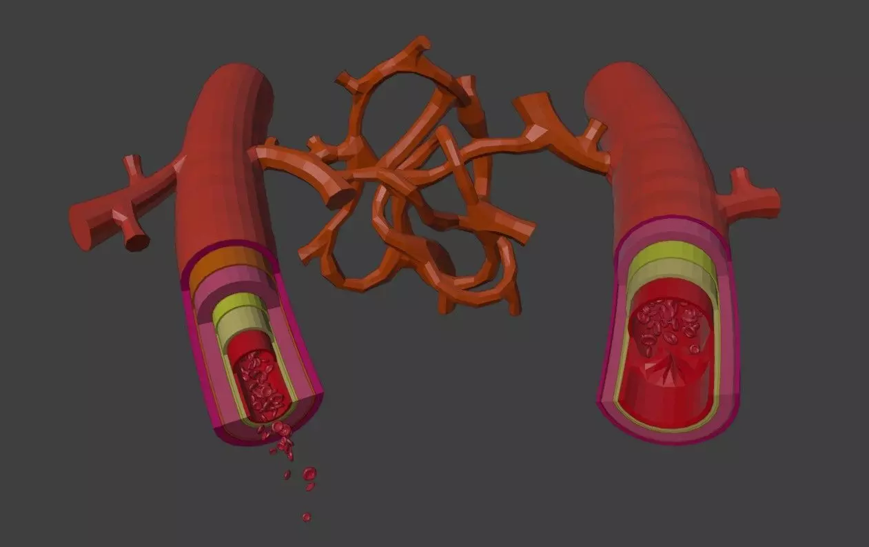 3D Model of Artery and Vein Anatomy 3D model_0