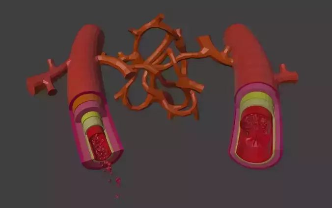 3D Model of Artery and Vein Anatomy 3D model