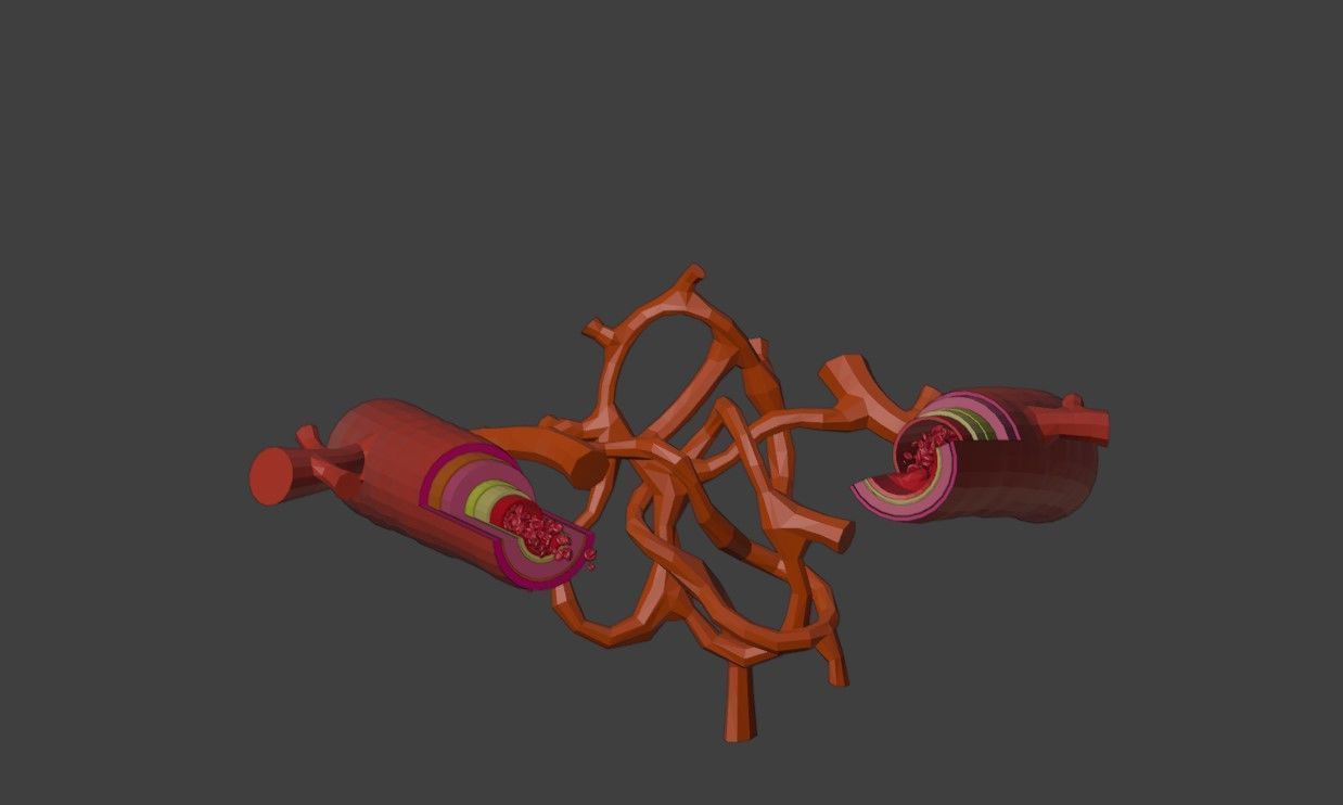 3D Model of Artery and Vein Anatomy 3D model_2