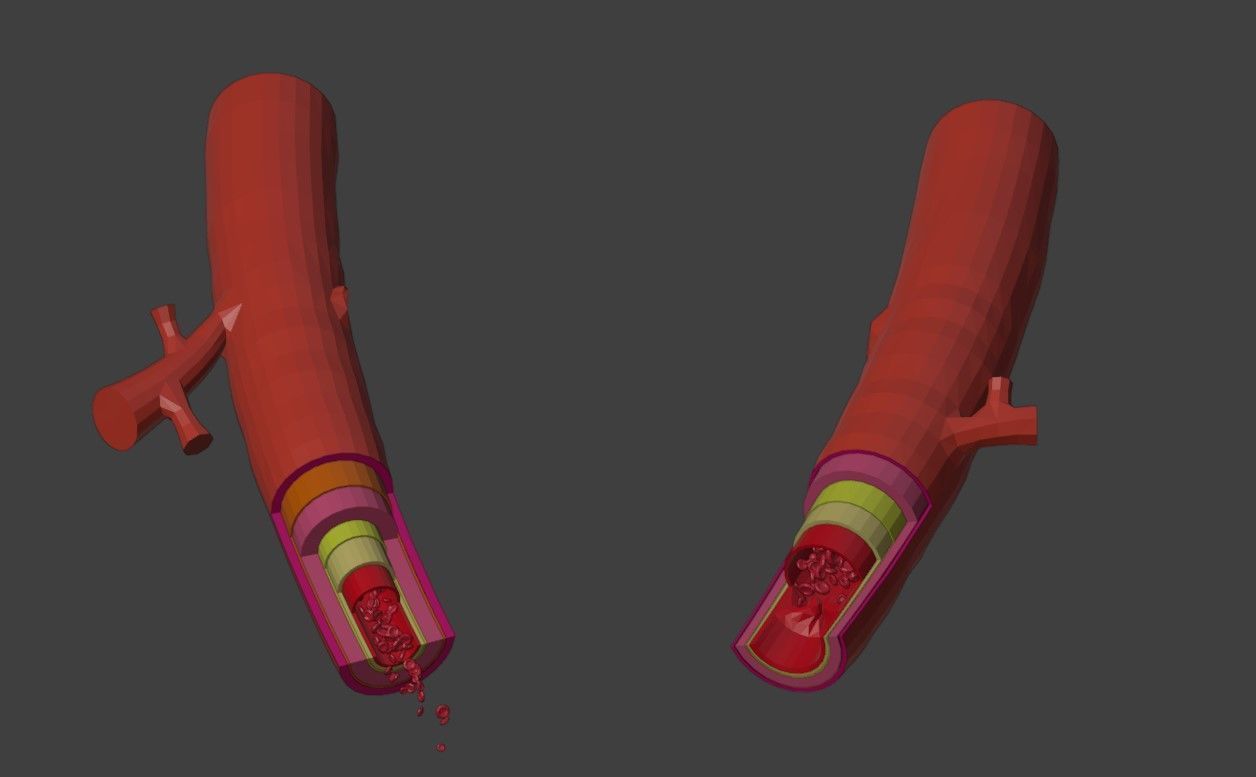3D Model of Artery and Vein Anatomy 3D model_4