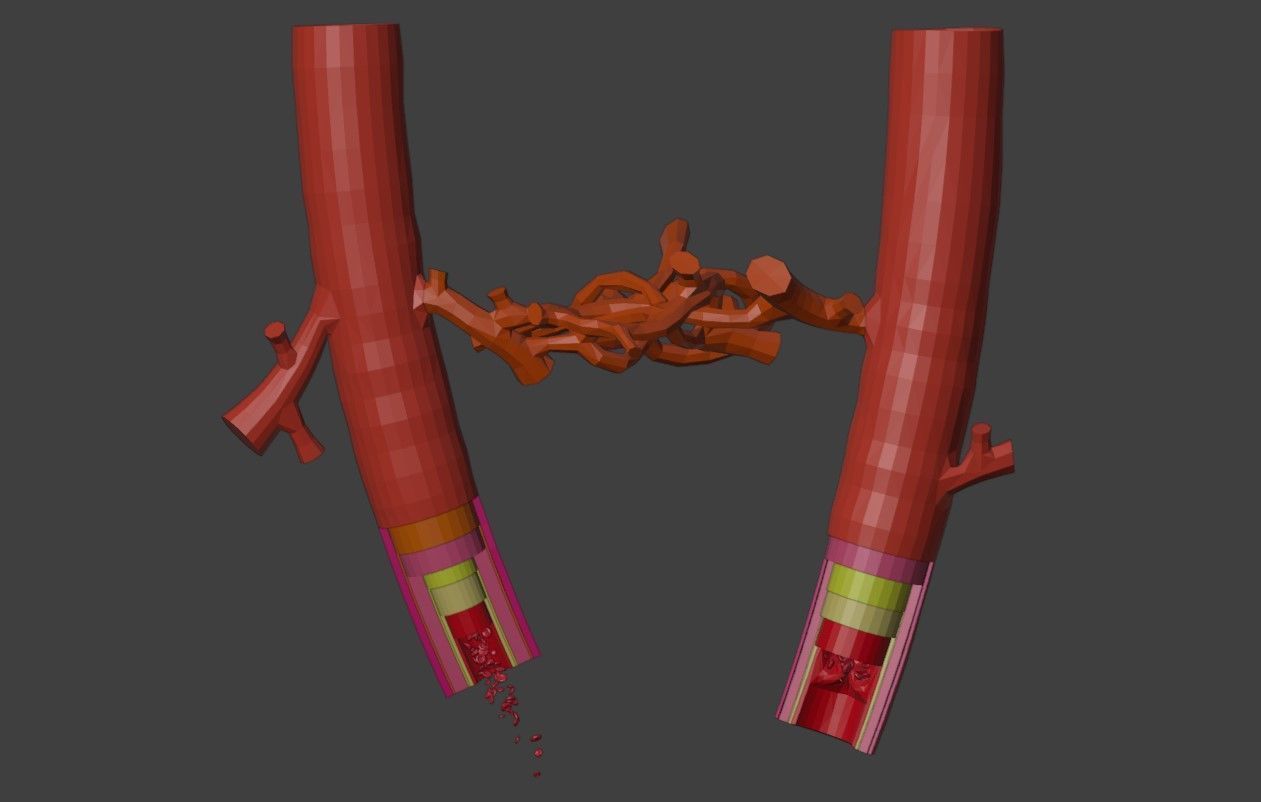 3D Model of Artery and Vein Anatomy 3D model_1