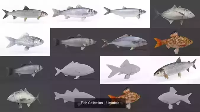 Fish Collection 