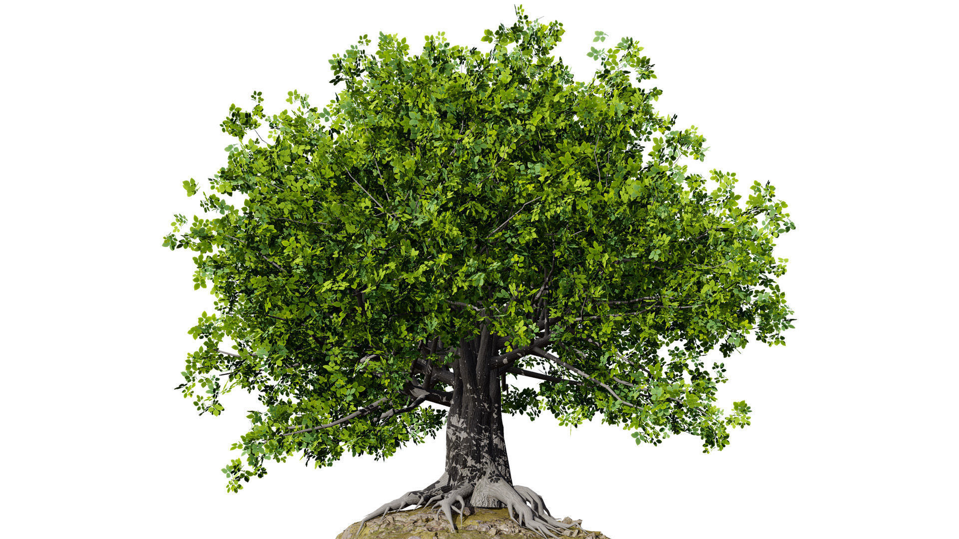 Stylized World Tree 3D Models Low-poly 3D model_13