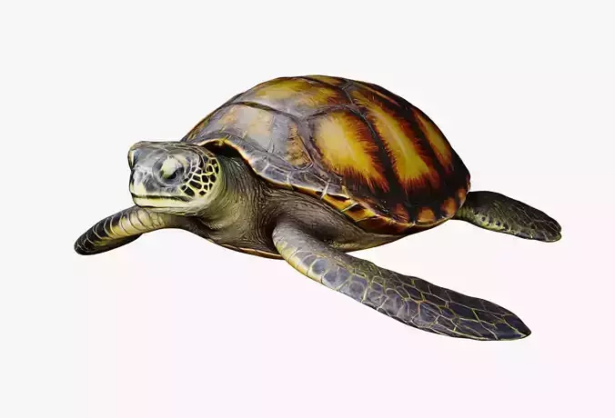 Realistic Sea Turtle Low Poly 3D Model PBR Textures