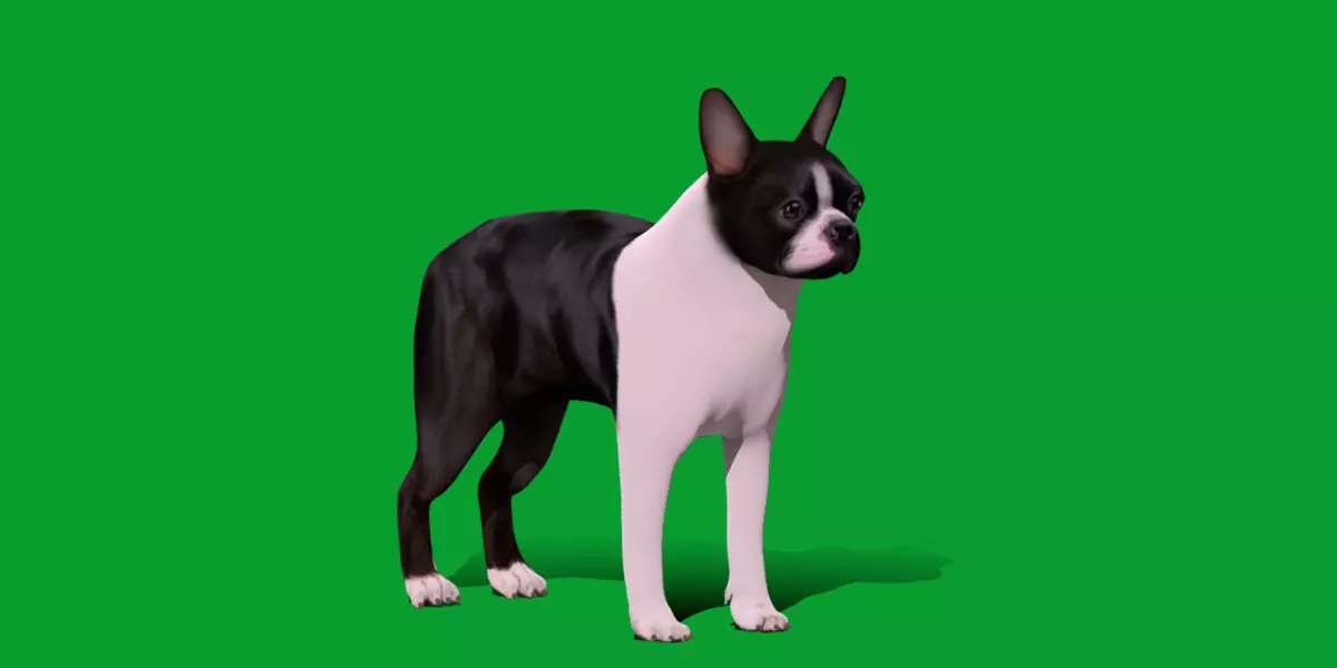Boston Terrier Dog Low-poly 3D model