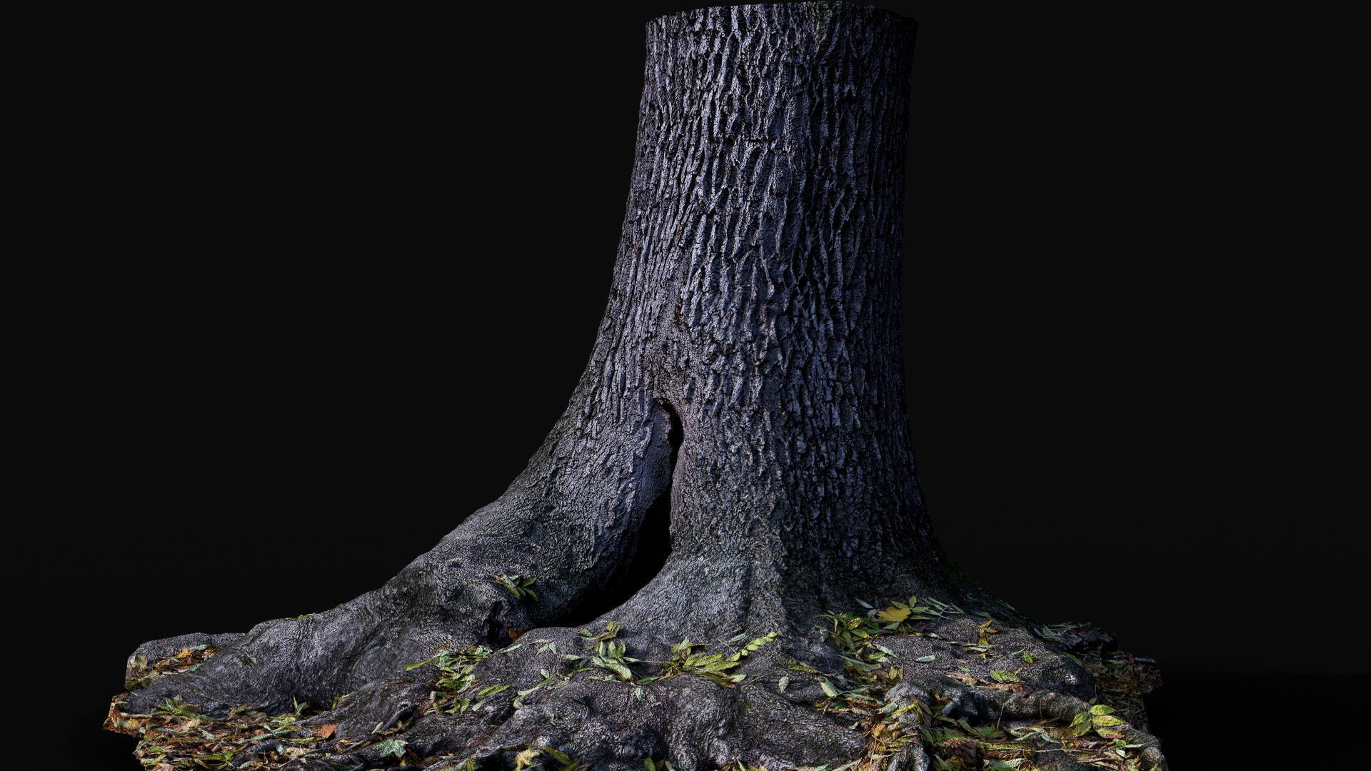 tree trunk oak wide roots ground photogrammetry Low-poly 3D model_6