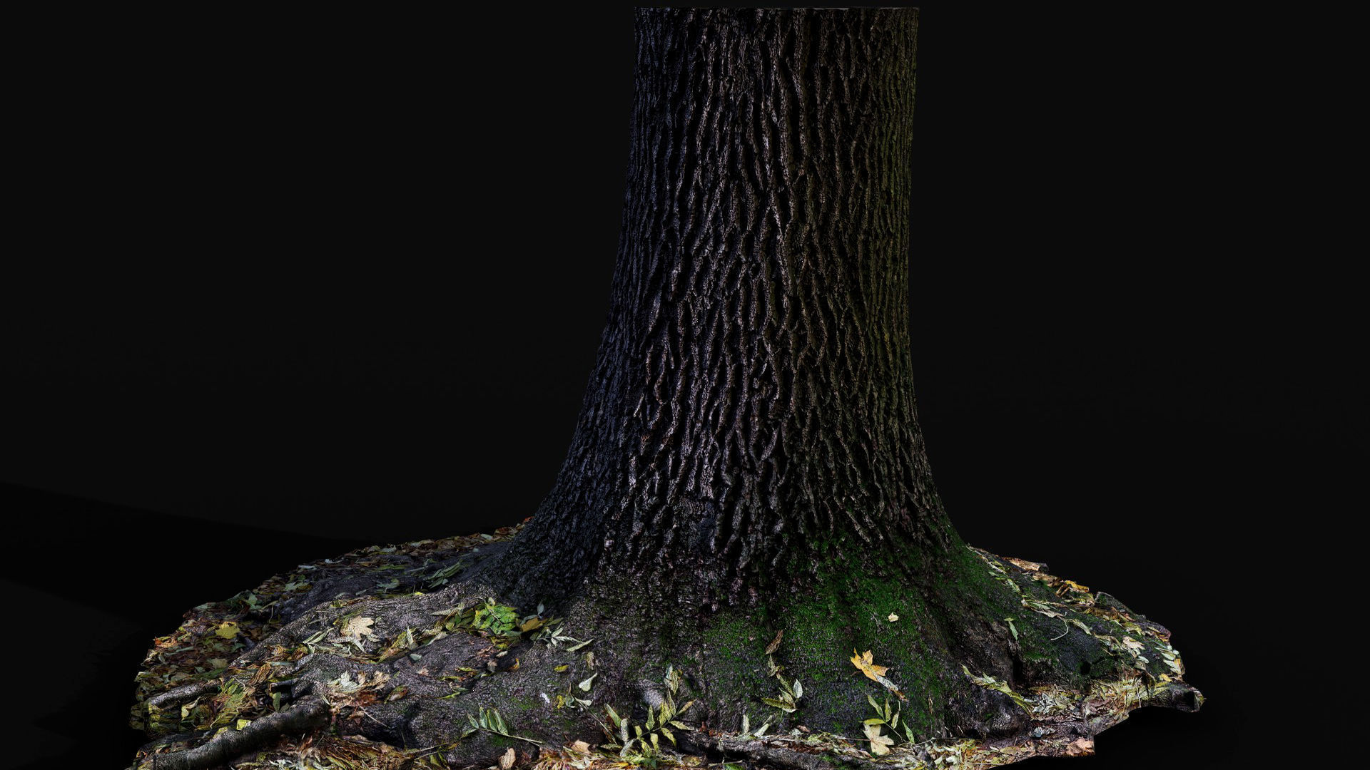 tree trunk oak wide roots ground photogrammetry Low-poly 3D model_4