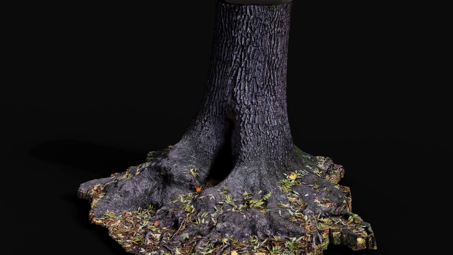tree trunk oak wide roots ground photogrammetry Low-poly 3D model_3