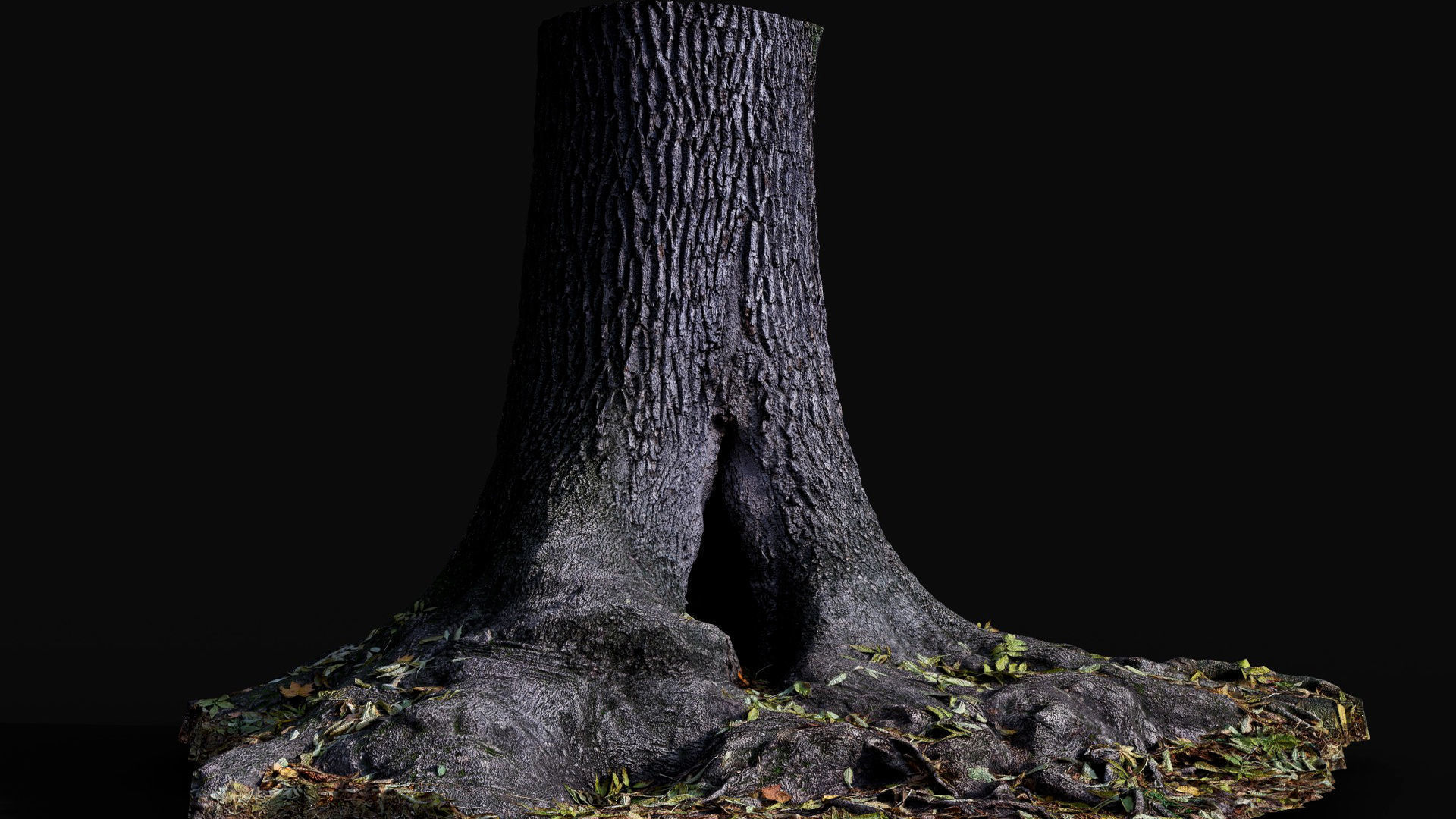 tree trunk oak wide roots ground photogrammetry Low-poly 3D model_1