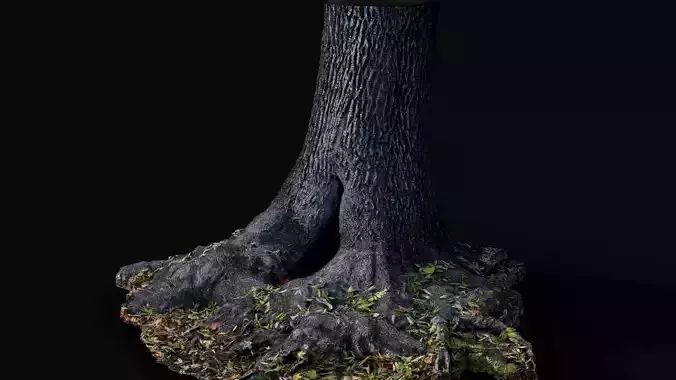tree trunk oak wide roots ground photogrammetry