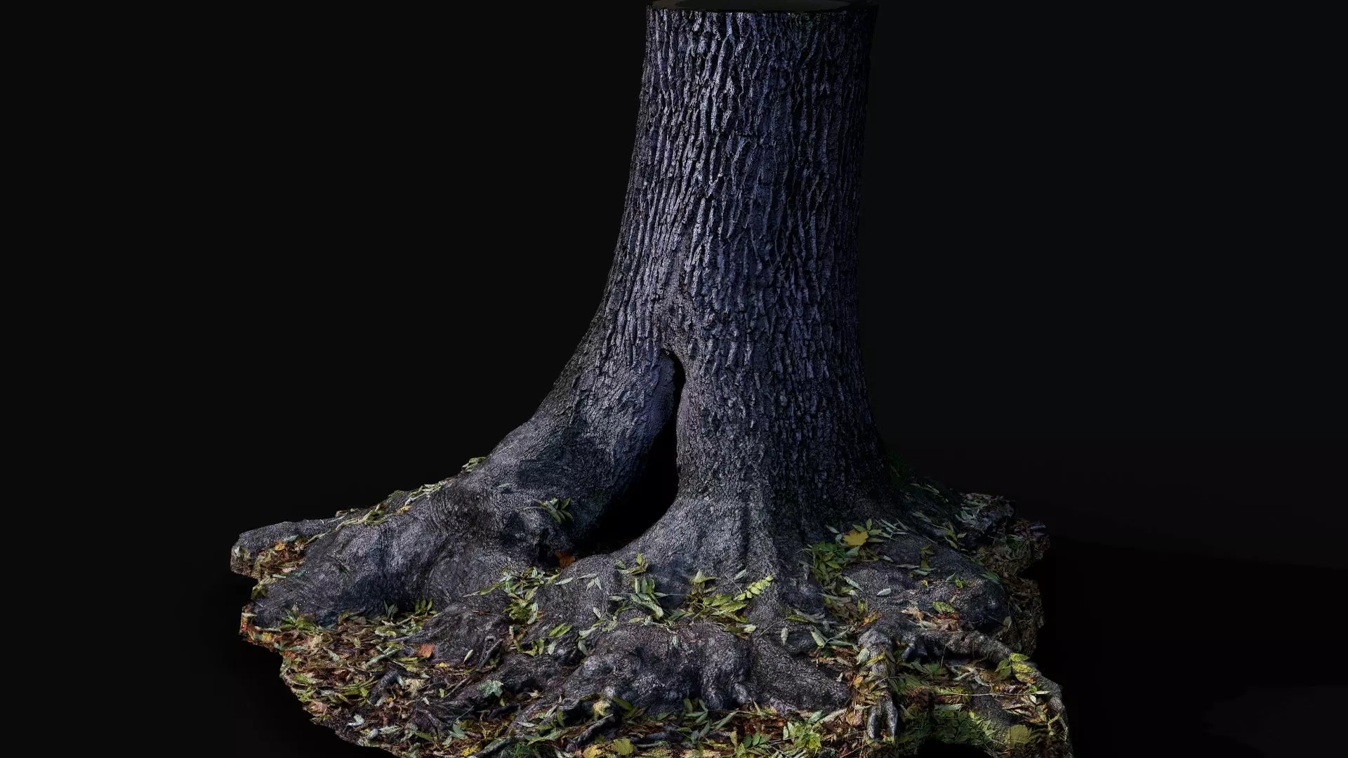 tree trunk oak wide roots ground photogrammetry Low-poly 3D model_0
