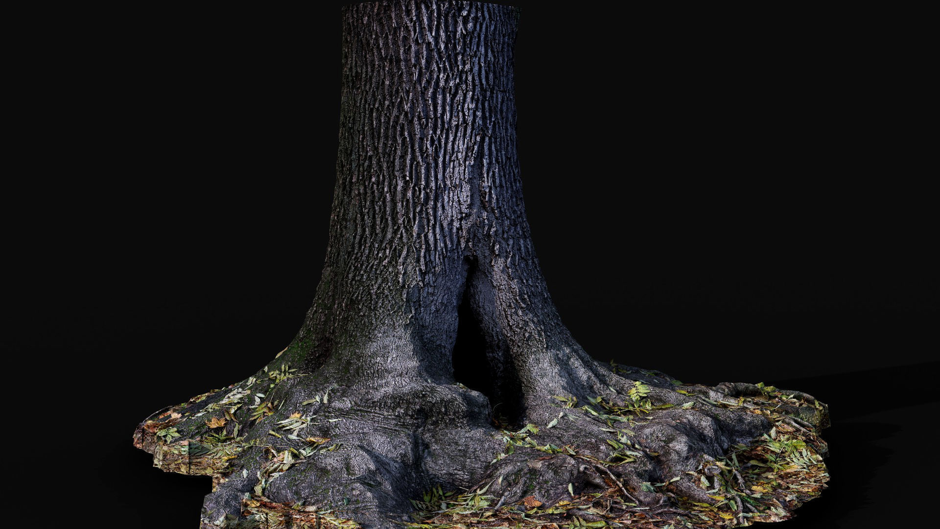 tree trunk oak wide roots ground photogrammetry Low-poly 3D model_5