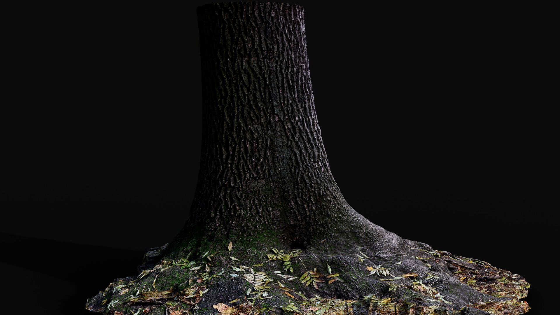 tree trunk oak wide roots ground photogrammetry Low-poly 3D model_2