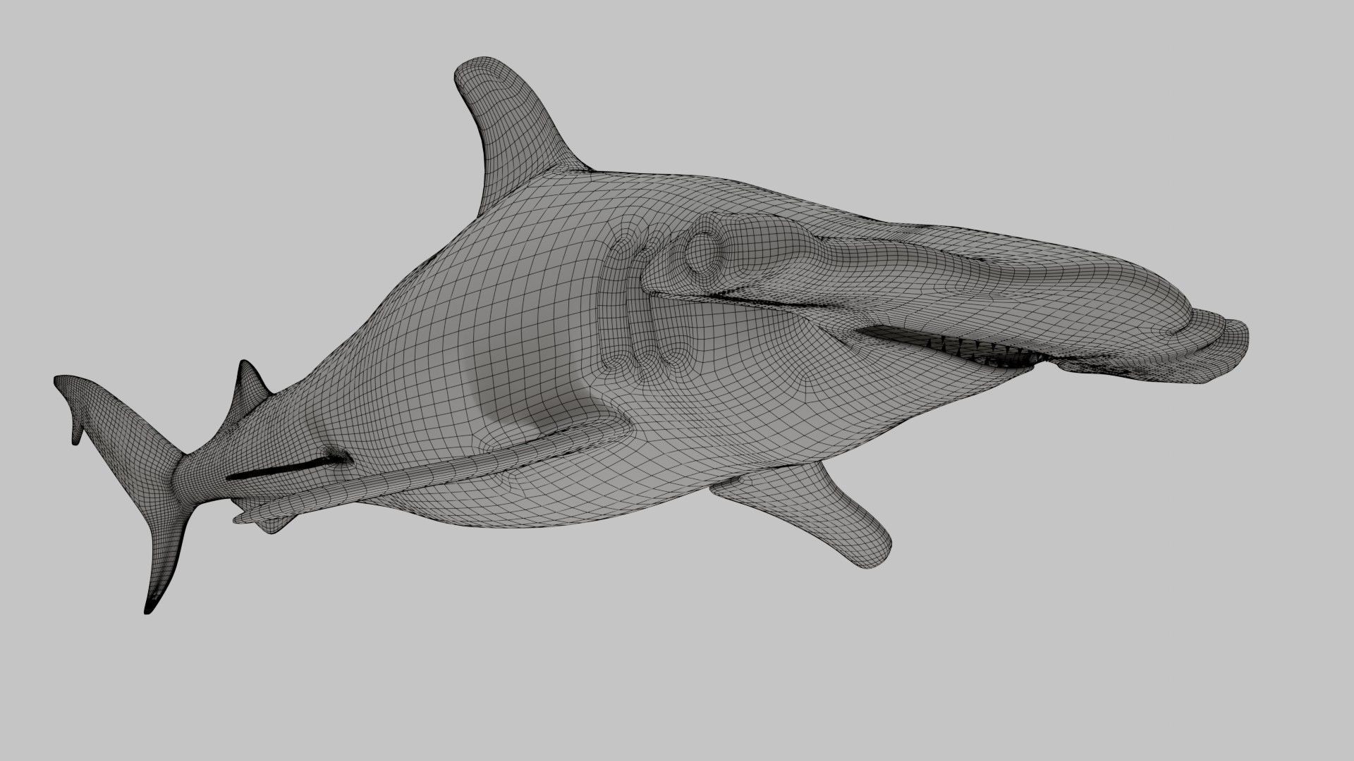 Hammer Head Shark - Game Ready - Rigged Low-poly 3D model_17