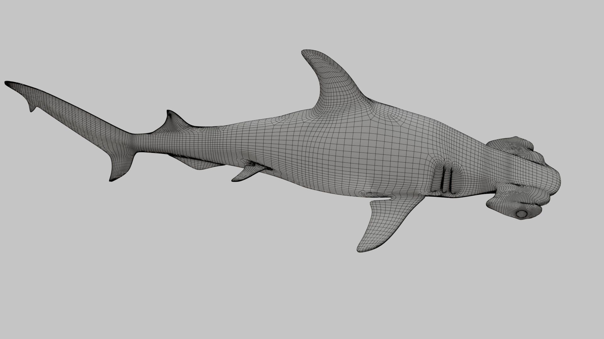 Hammer Head Shark - Game Ready - Rigged Low-poly 3D model_20