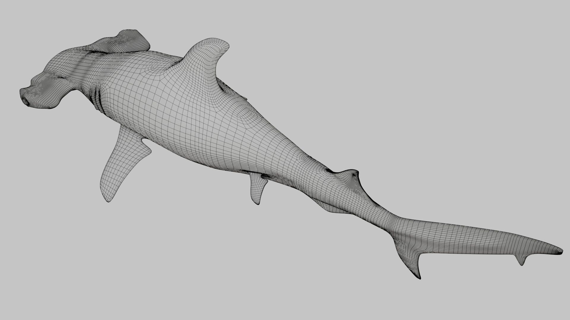 Hammer Head Shark - Game Ready - Rigged Low-poly 3D model_24