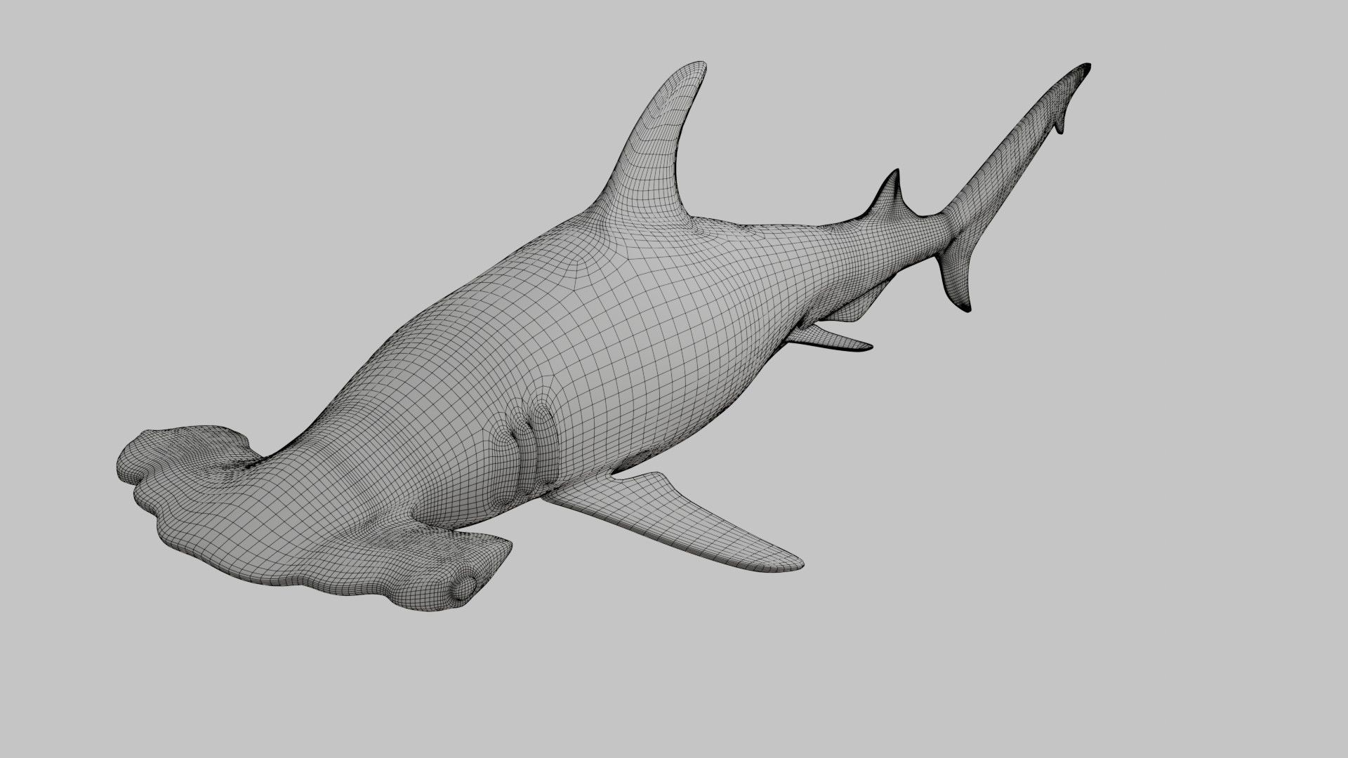 Hammer Head Shark - Game Ready - Rigged Low-poly 3D model_15