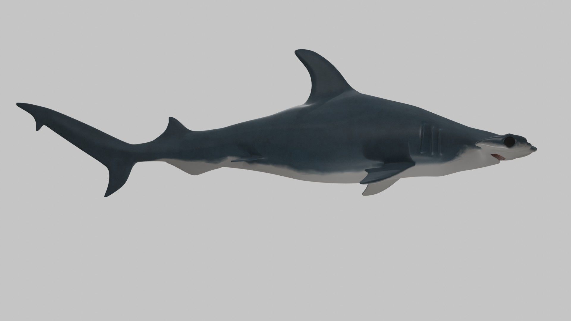 Hammer Head Shark - Game Ready - Rigged Low-poly 3D model_4