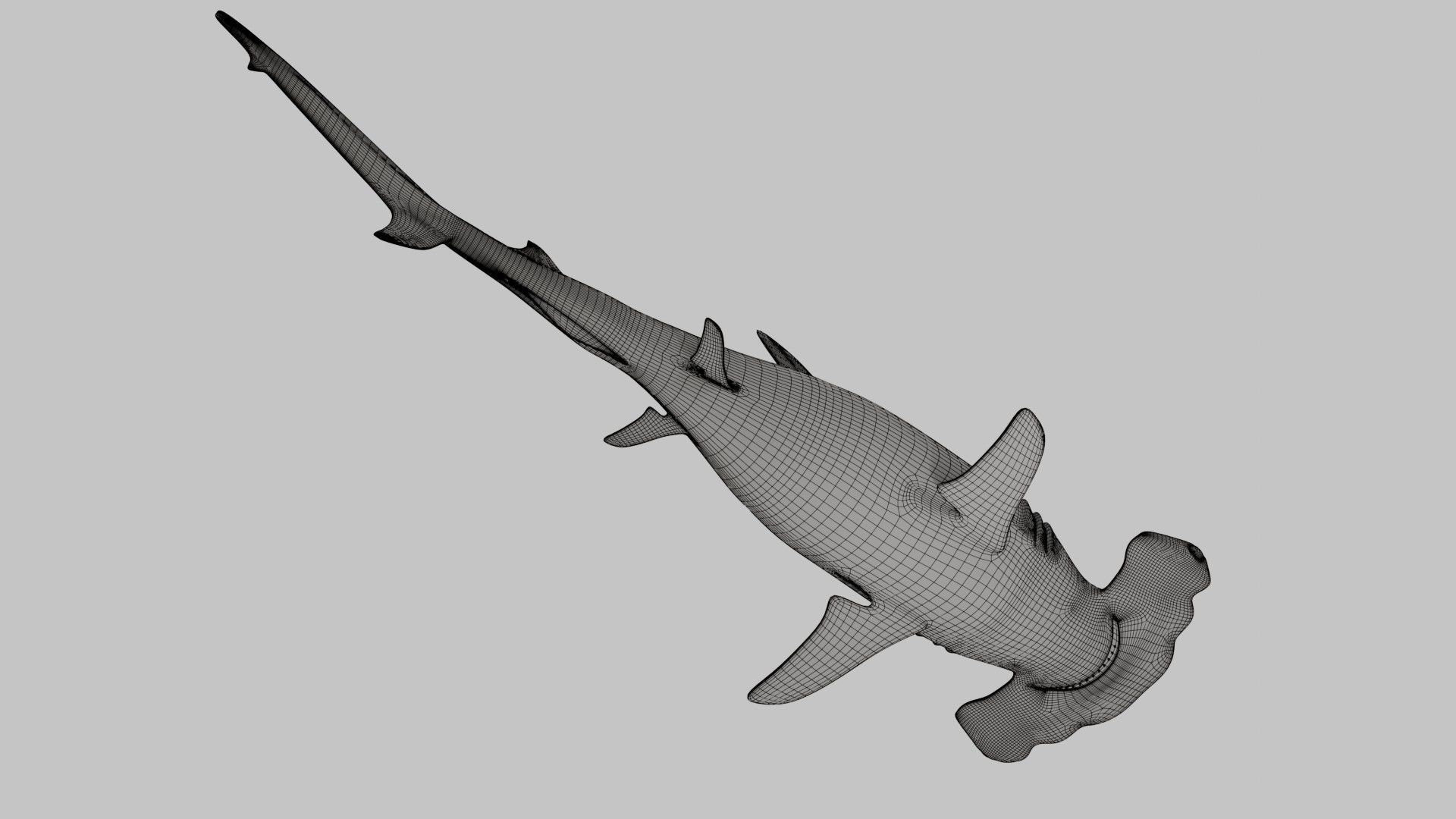 Hammer Head Shark - Game Ready - Rigged Low-poly 3D model_27