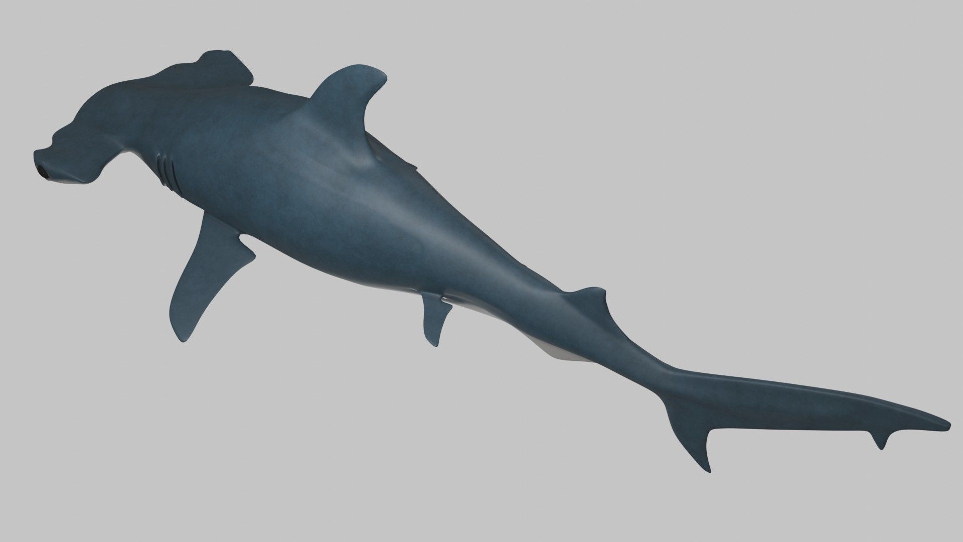 Hammer Head Shark - Game Ready - Rigged Low-poly 3D model_10