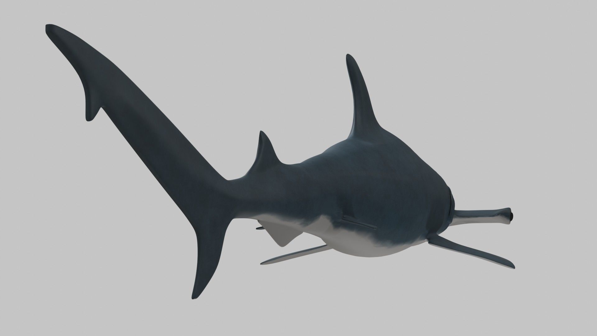 Hammer Head Shark - Game Ready - Rigged Low-poly 3D model_9