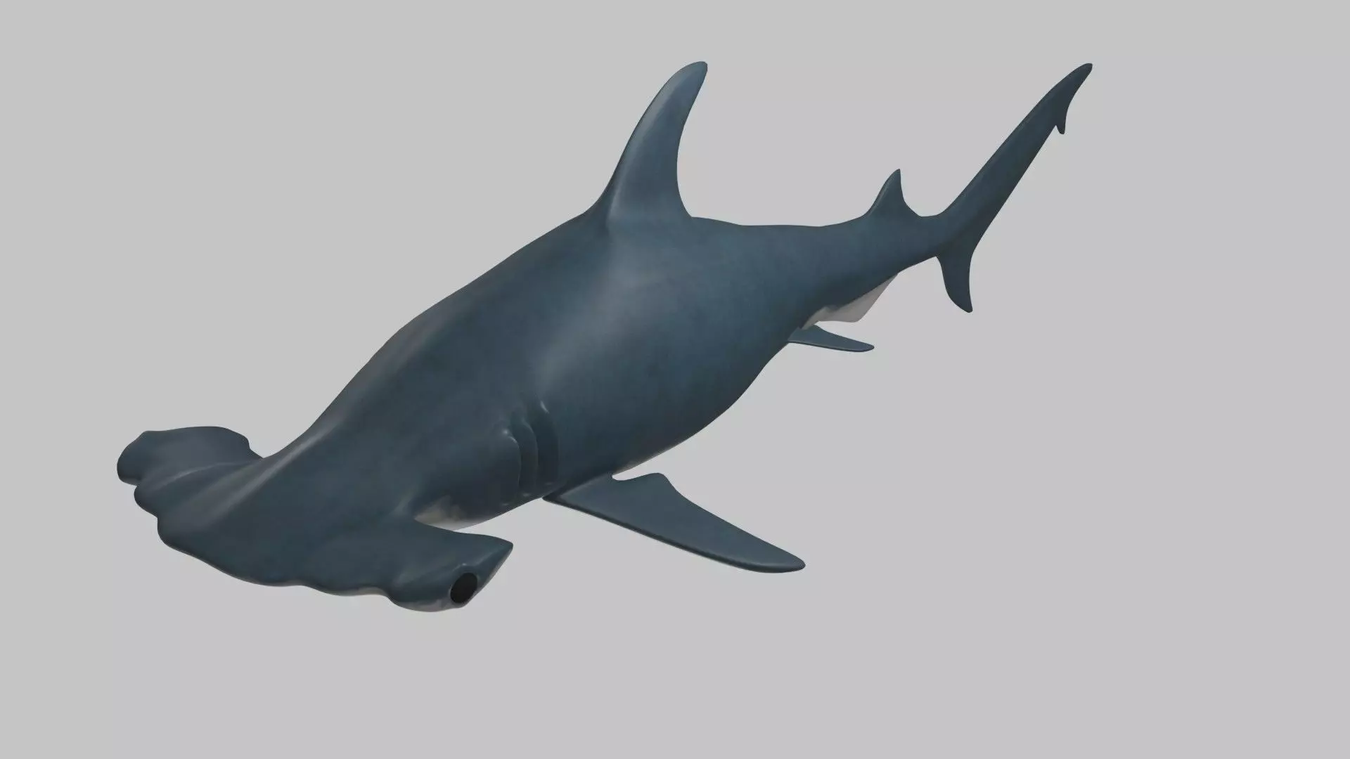 Hammer Head Shark - Game Ready - Rigged Low-poly 3D model_0