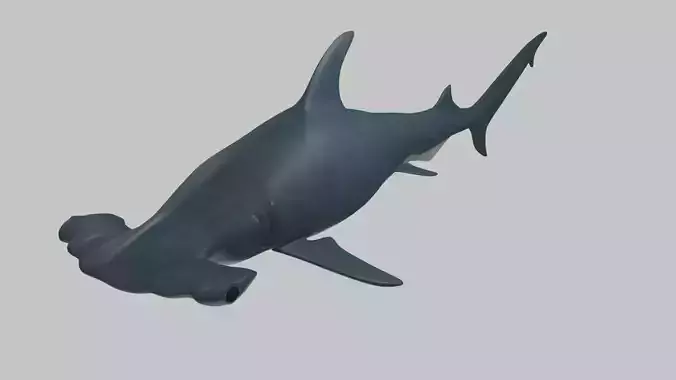 Hammer Head Shark - Game Ready - Rigged Low-poly 3D model