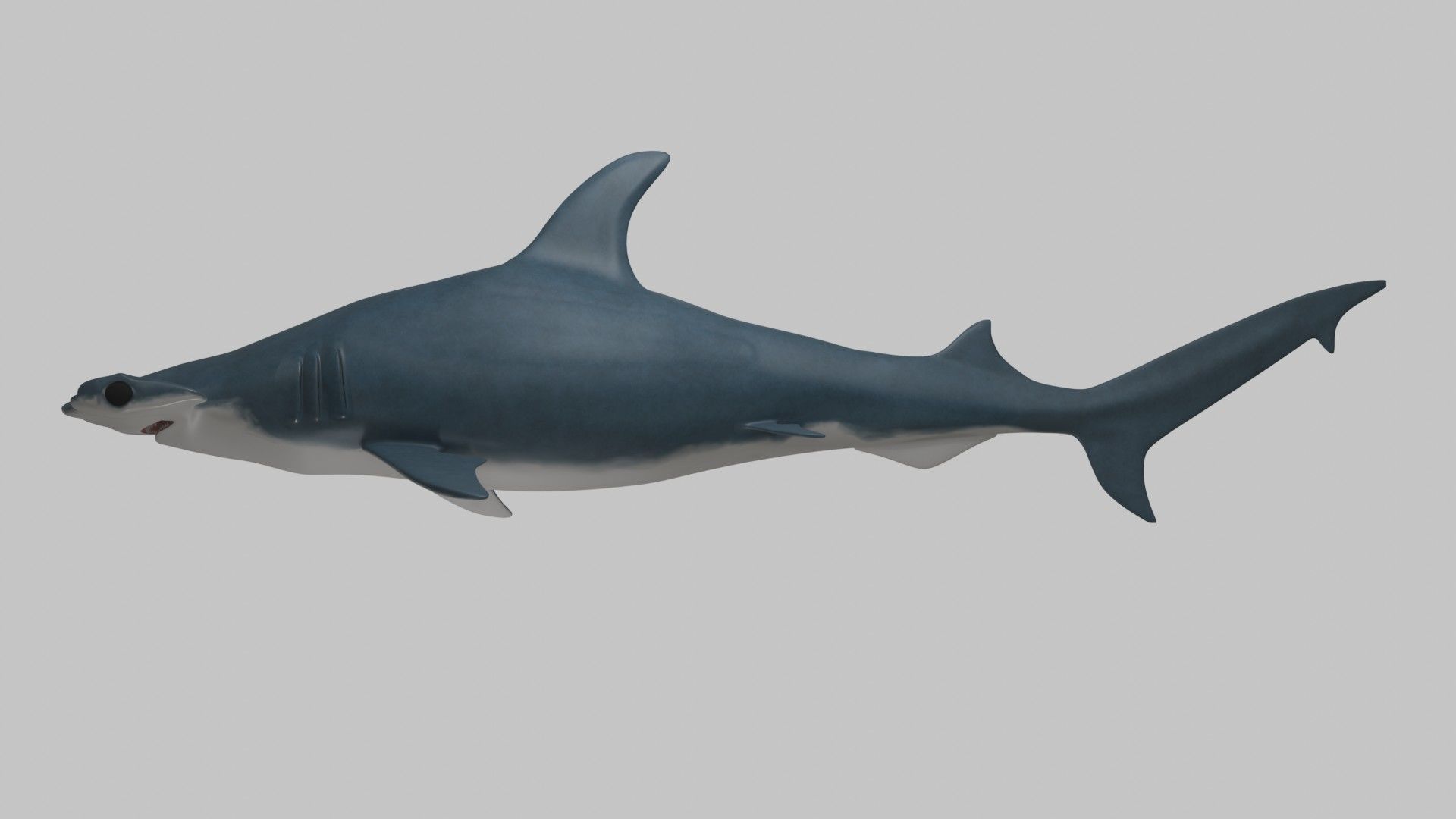 Hammer Head Shark - Game Ready - Rigged Low-poly 3D model_5
