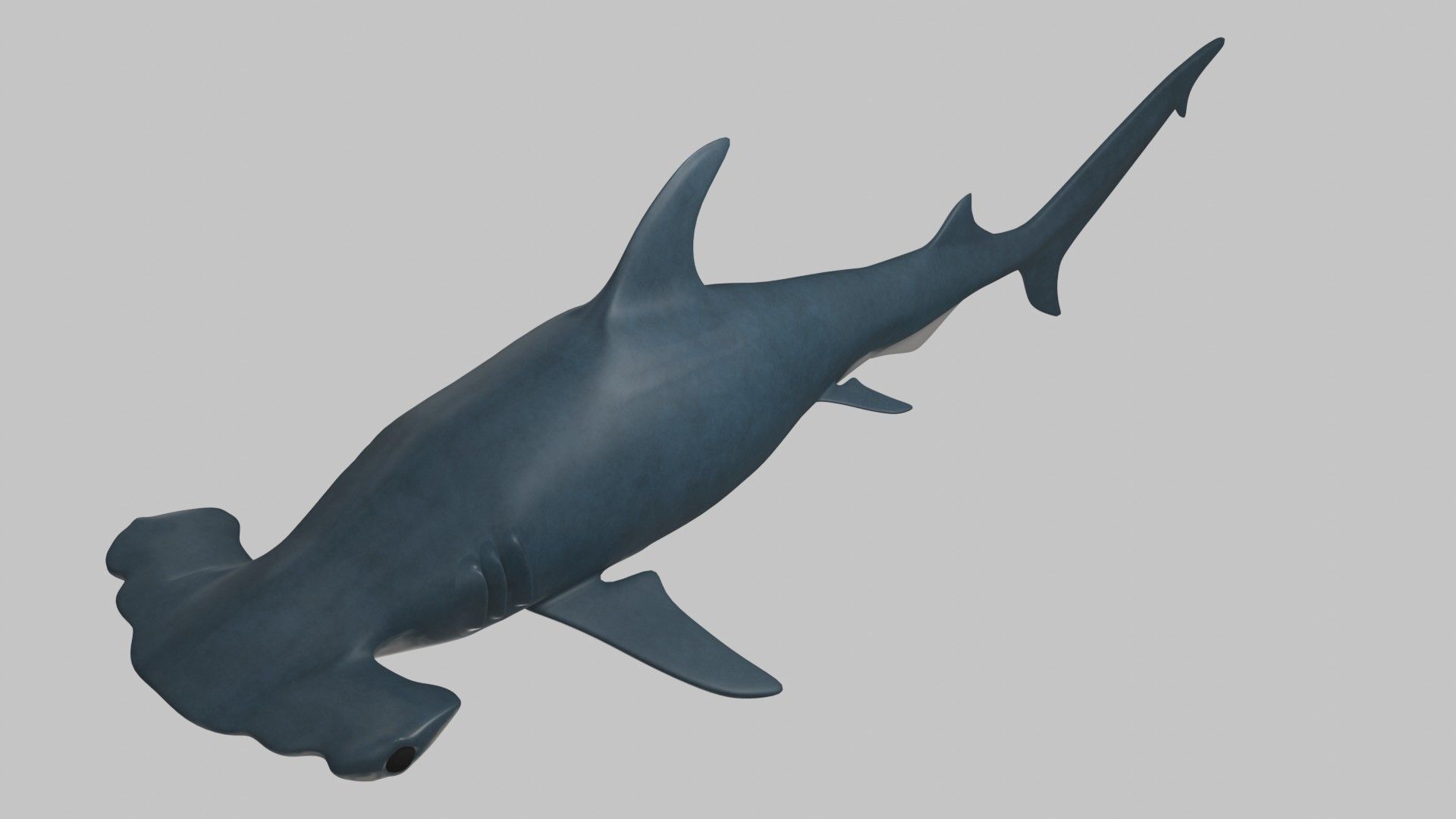 Hammer Head Shark - Game Ready - Rigged Low-poly 3D model_11