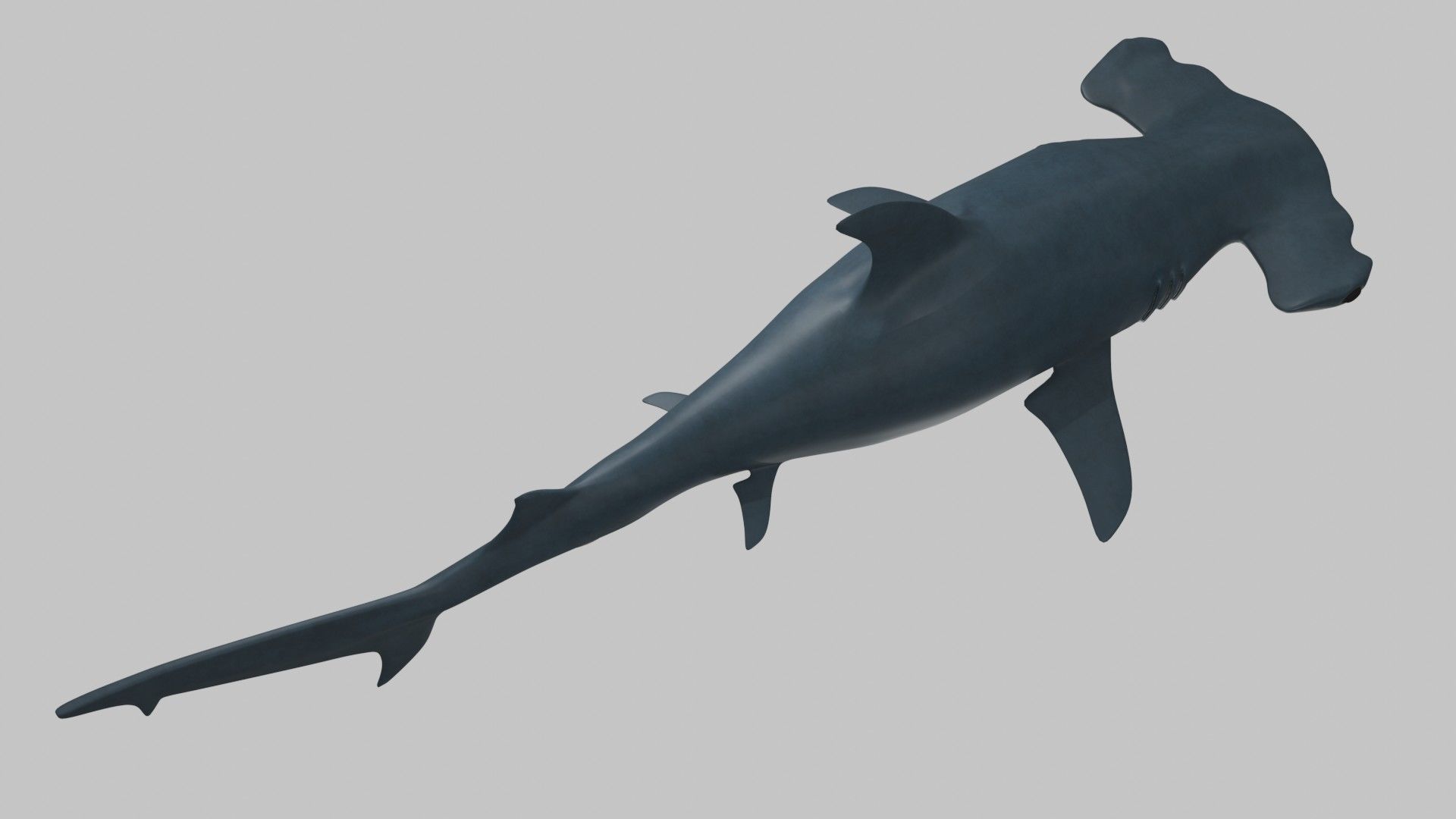 Hammer Head Shark - Game Ready - Rigged Low-poly 3D model_14