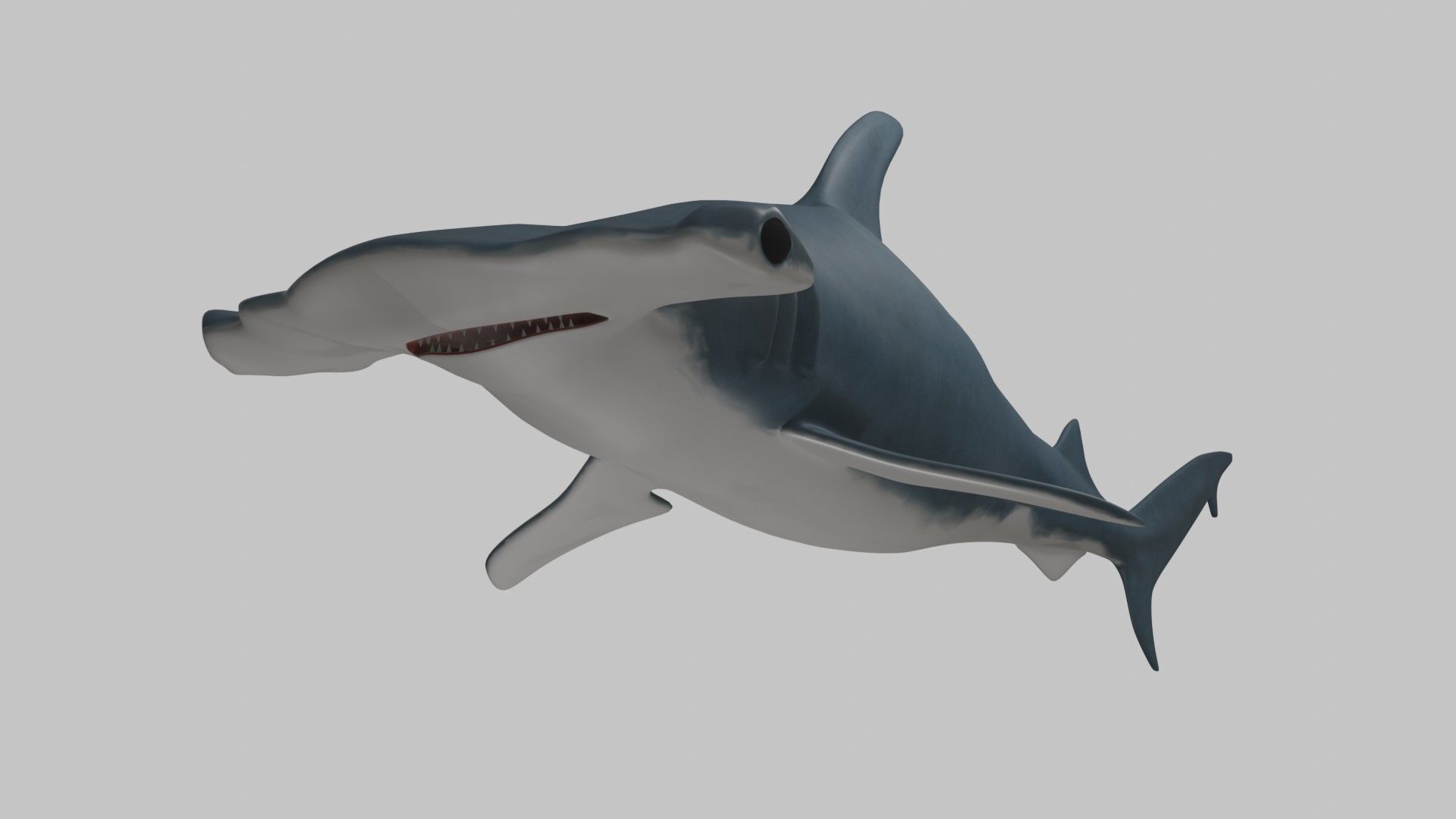 Hammer Head Shark - Game Ready - Rigged Low-poly 3D model_2
