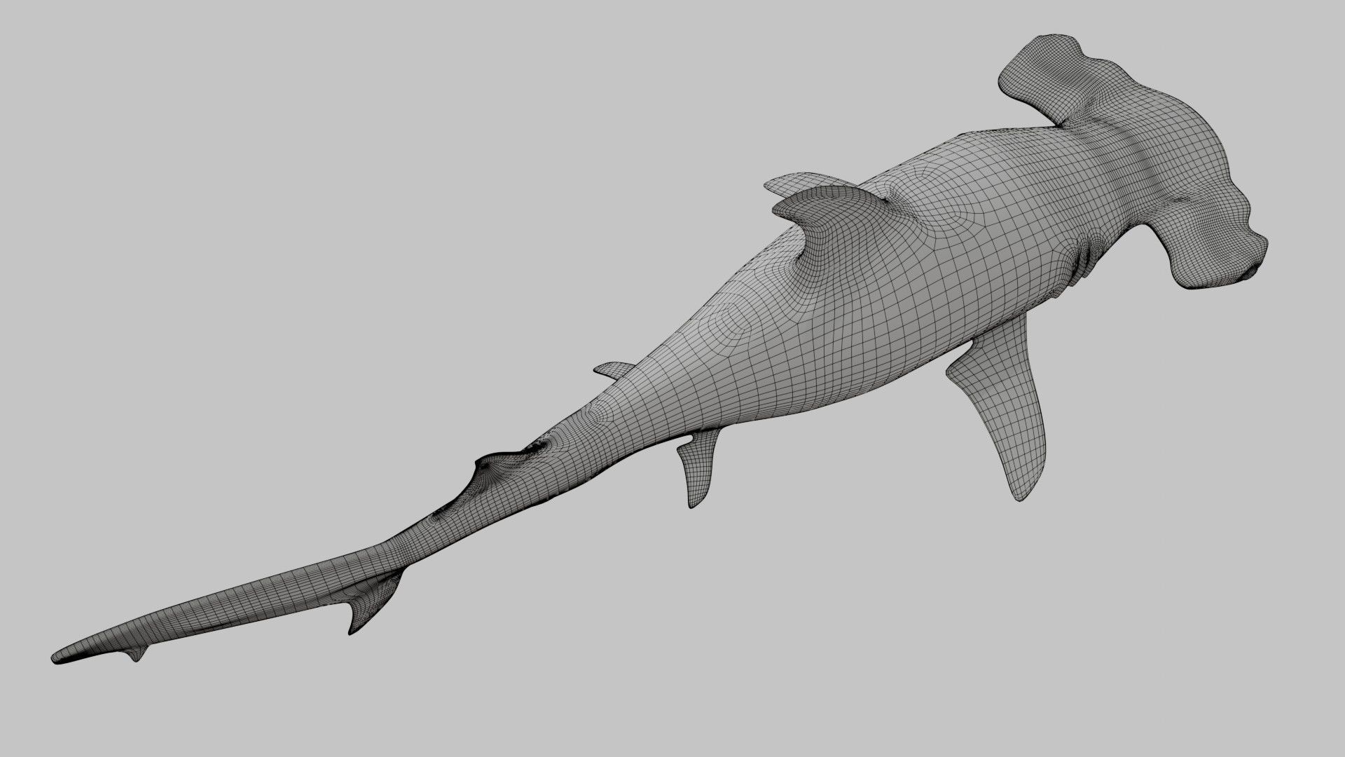 Hammer Head Shark - Game Ready - Rigged Low-poly 3D model_28