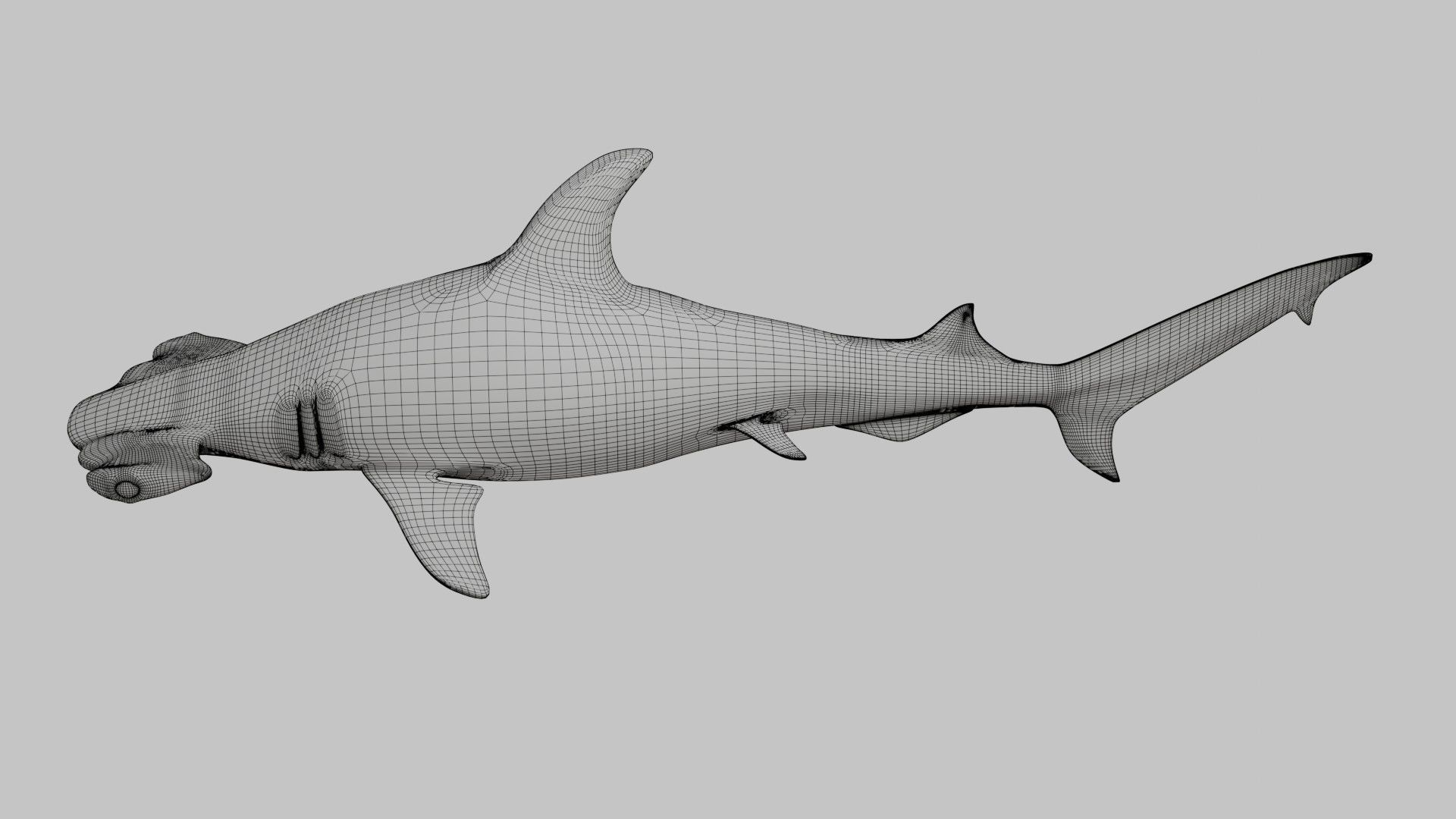 Hammer Head Shark - Game Ready - Rigged Low-poly 3D model_21