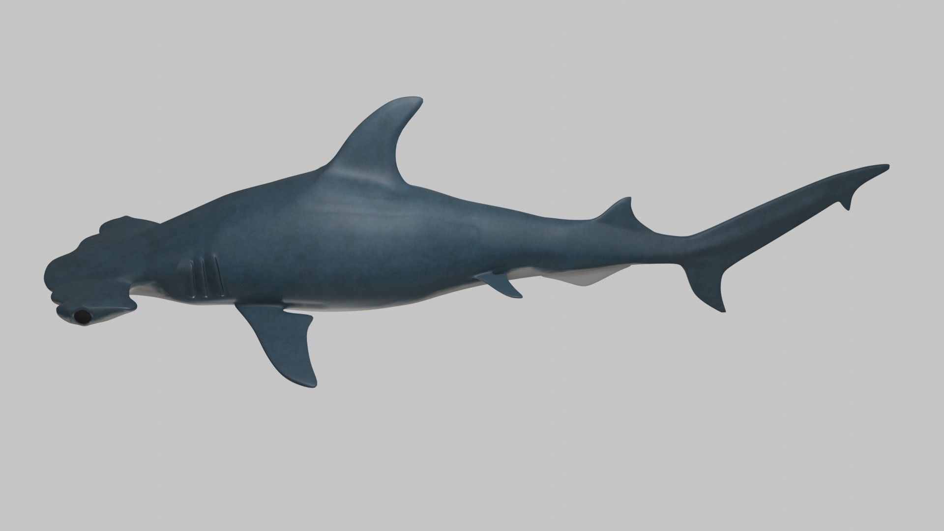 Hammer Head Shark - Game Ready - Rigged Low-poly 3D model_7
