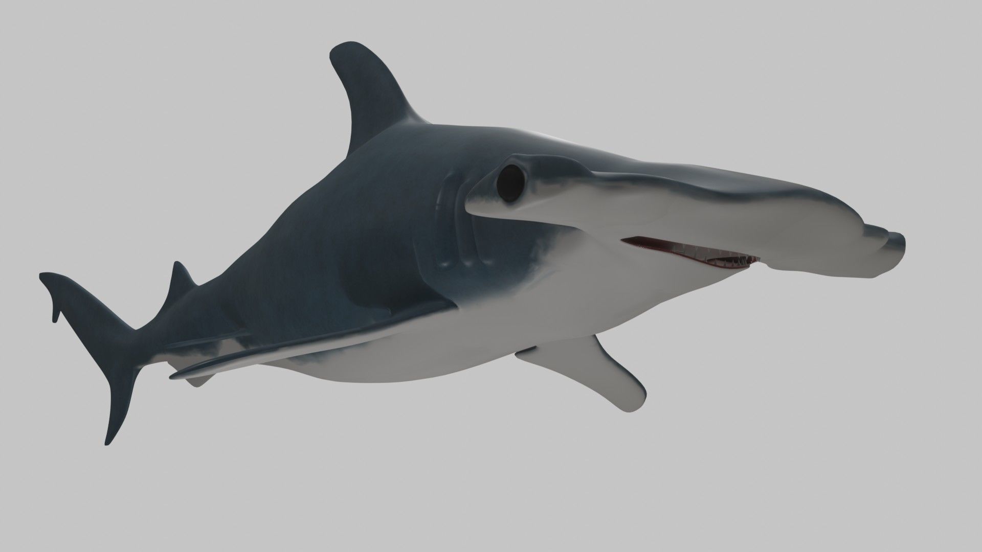 Hammer Head Shark - Game Ready - Rigged Low-poly 3D model_3