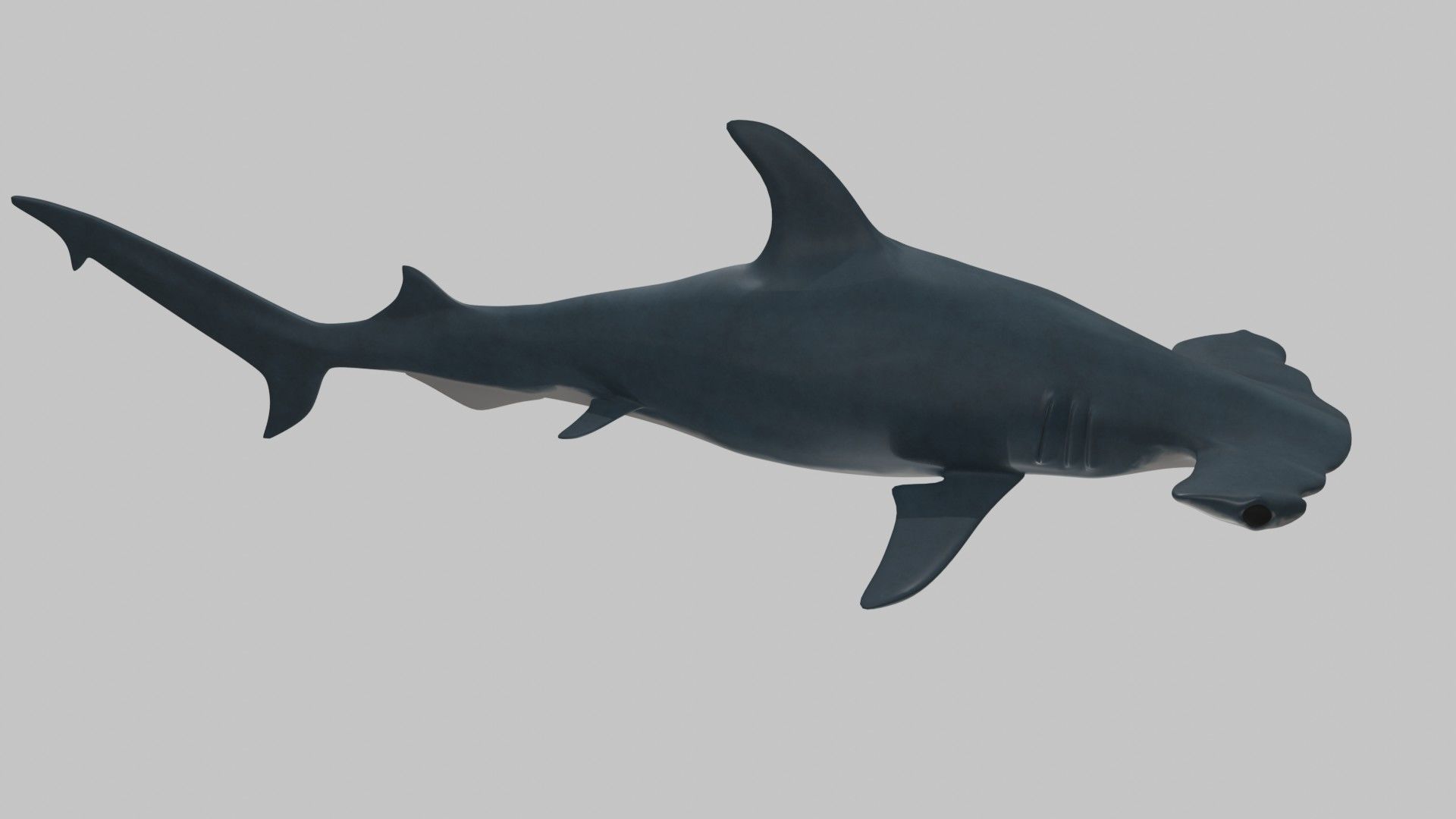 Hammer Head Shark - Game Ready - Rigged Low-poly 3D model_6