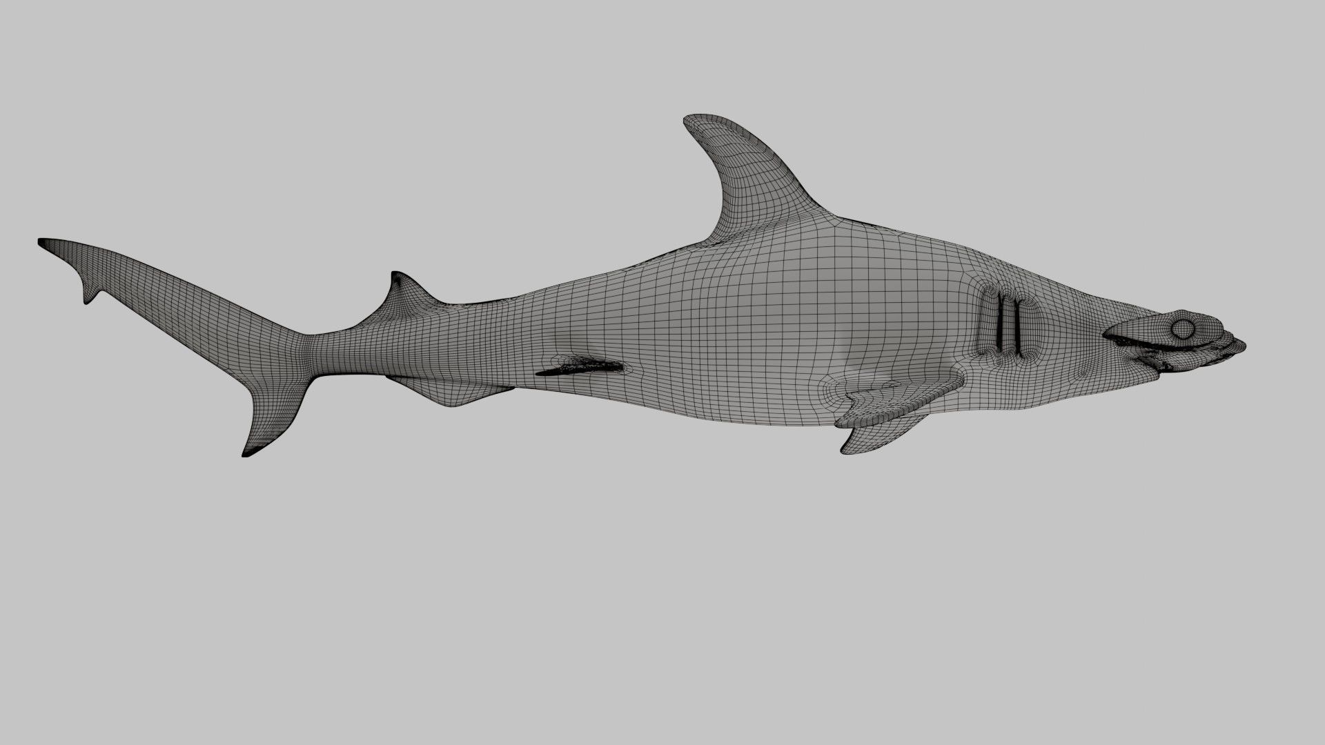 Hammer Head Shark - Game Ready - Rigged Low-poly 3D model_18