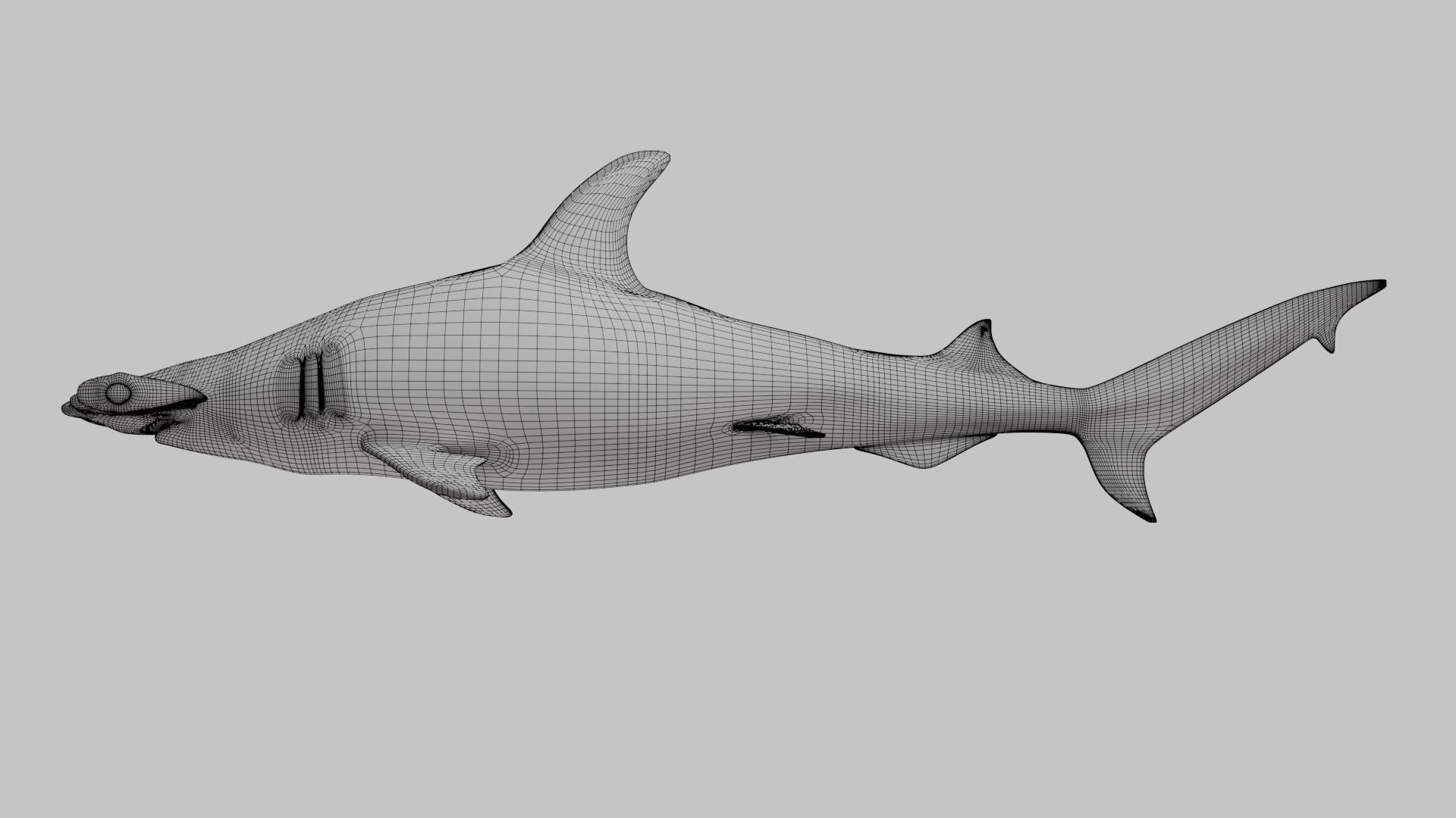 Hammer Head Shark - Game Ready - Rigged Low-poly 3D model_19