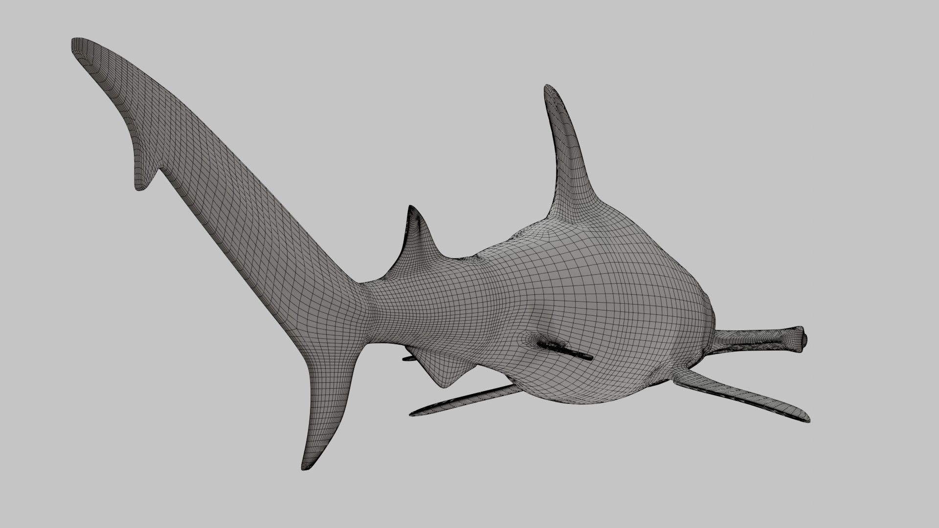 Hammer Head Shark - Game Ready - Rigged Low-poly 3D model_23