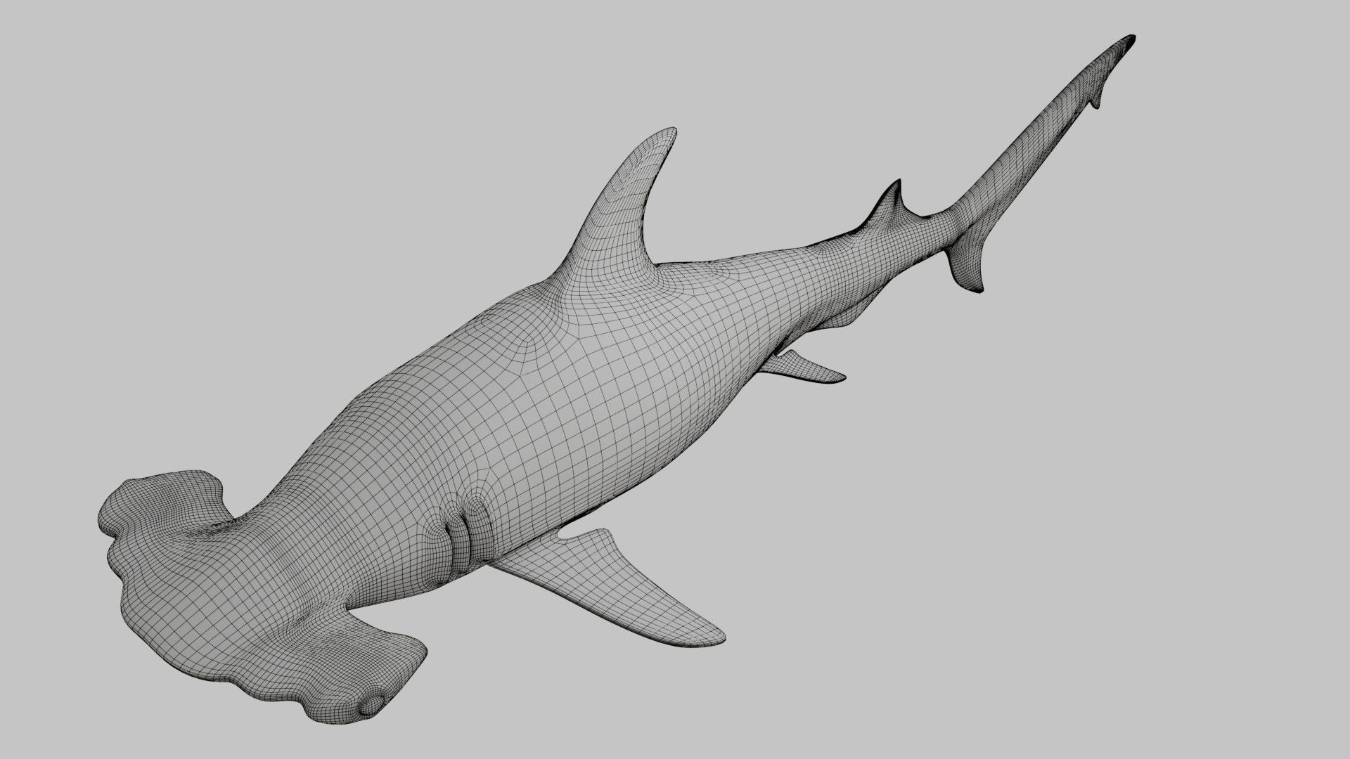 Hammer Head Shark - Game Ready - Rigged Low-poly 3D model_25
