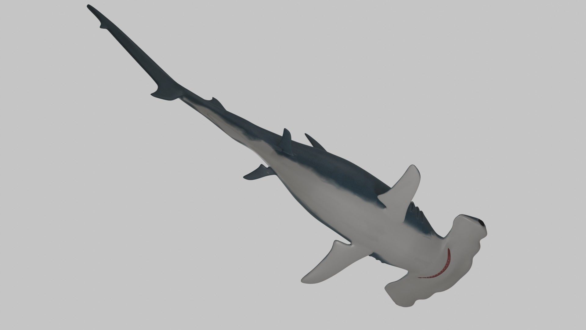 Hammer Head Shark - Game Ready - Rigged Low-poly 3D model_13