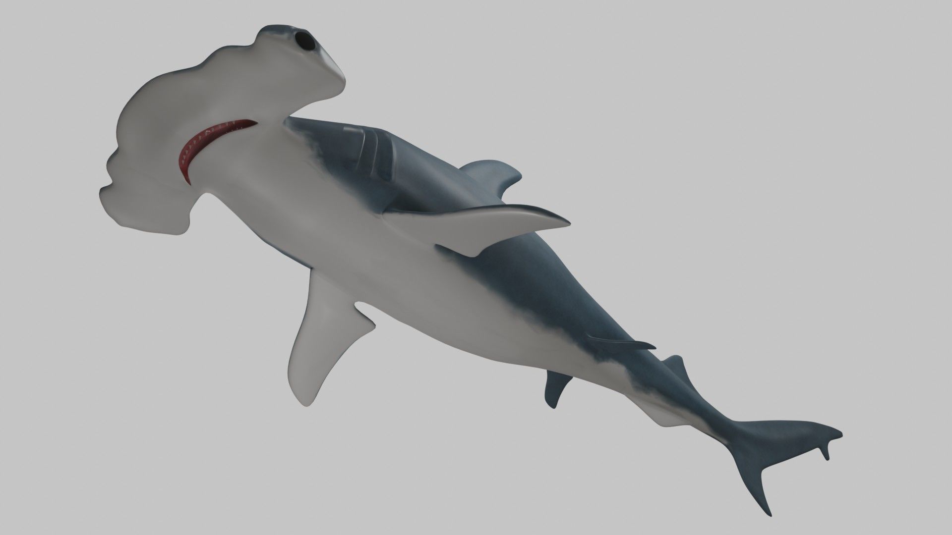 Hammer Head Shark - Game Ready - Rigged Low-poly 3D model_12