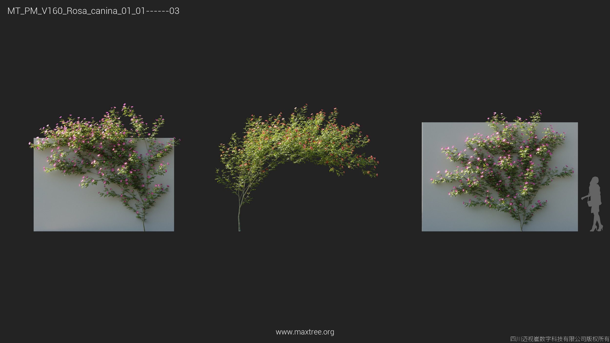 Maxtree Plant Models Vol 160 - Mesh 3D model_21