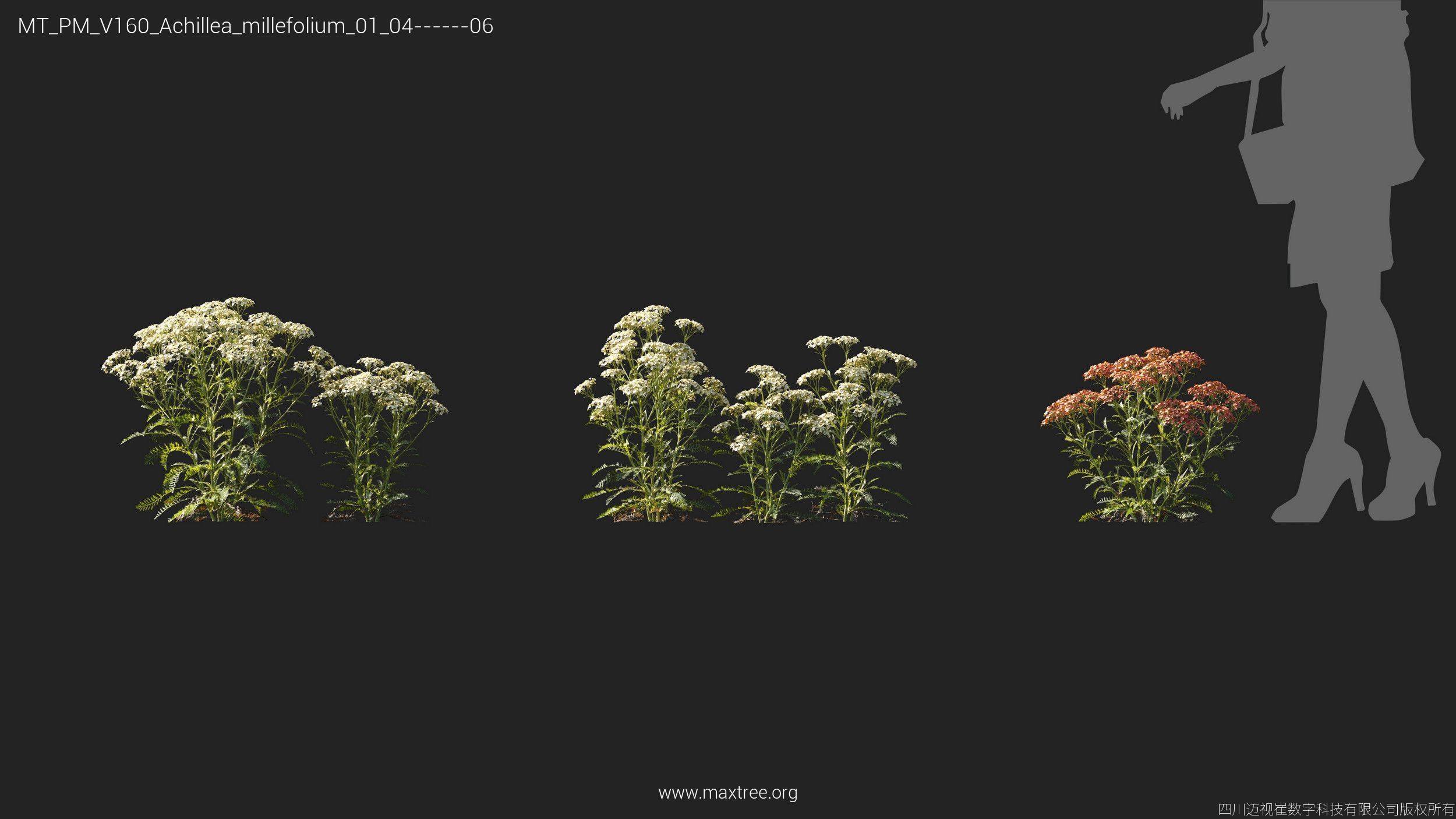 Maxtree Plant Models Vol 160 - Mesh 3D model_6