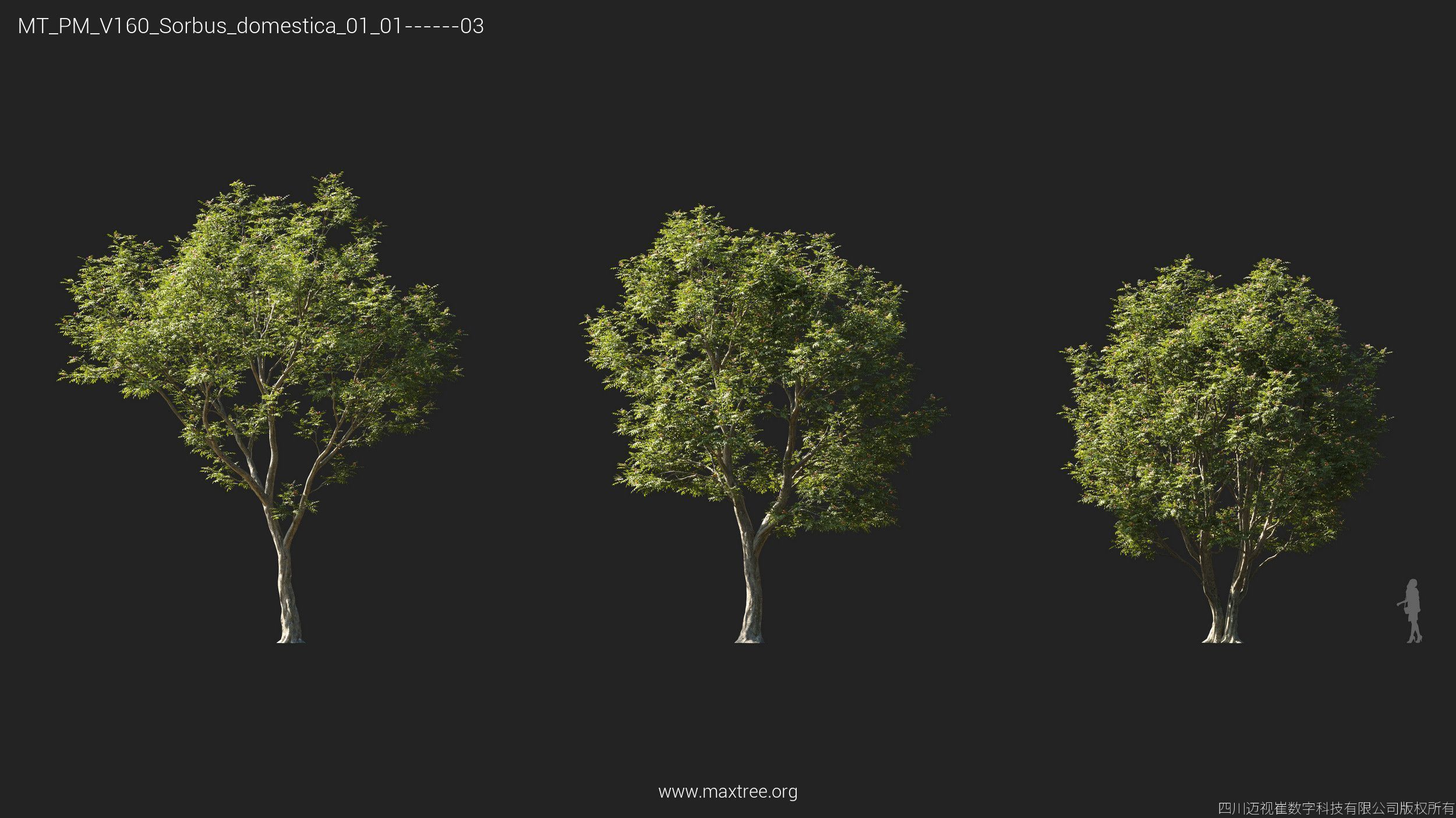 Maxtree Plant Models Vol 160 - Mesh 3D model_25