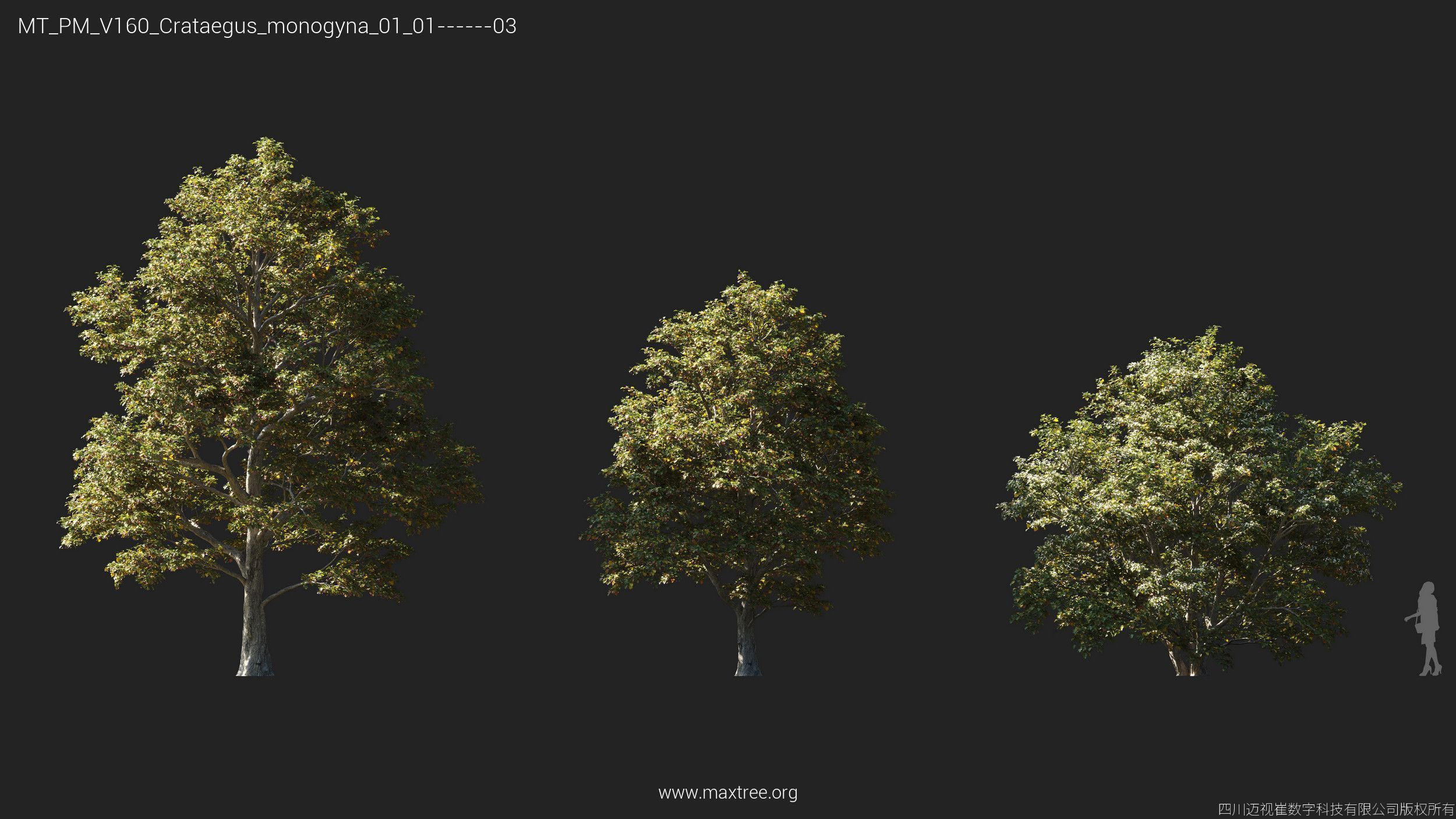 Maxtree Plant Models Vol 160 - Mesh 3D model_13