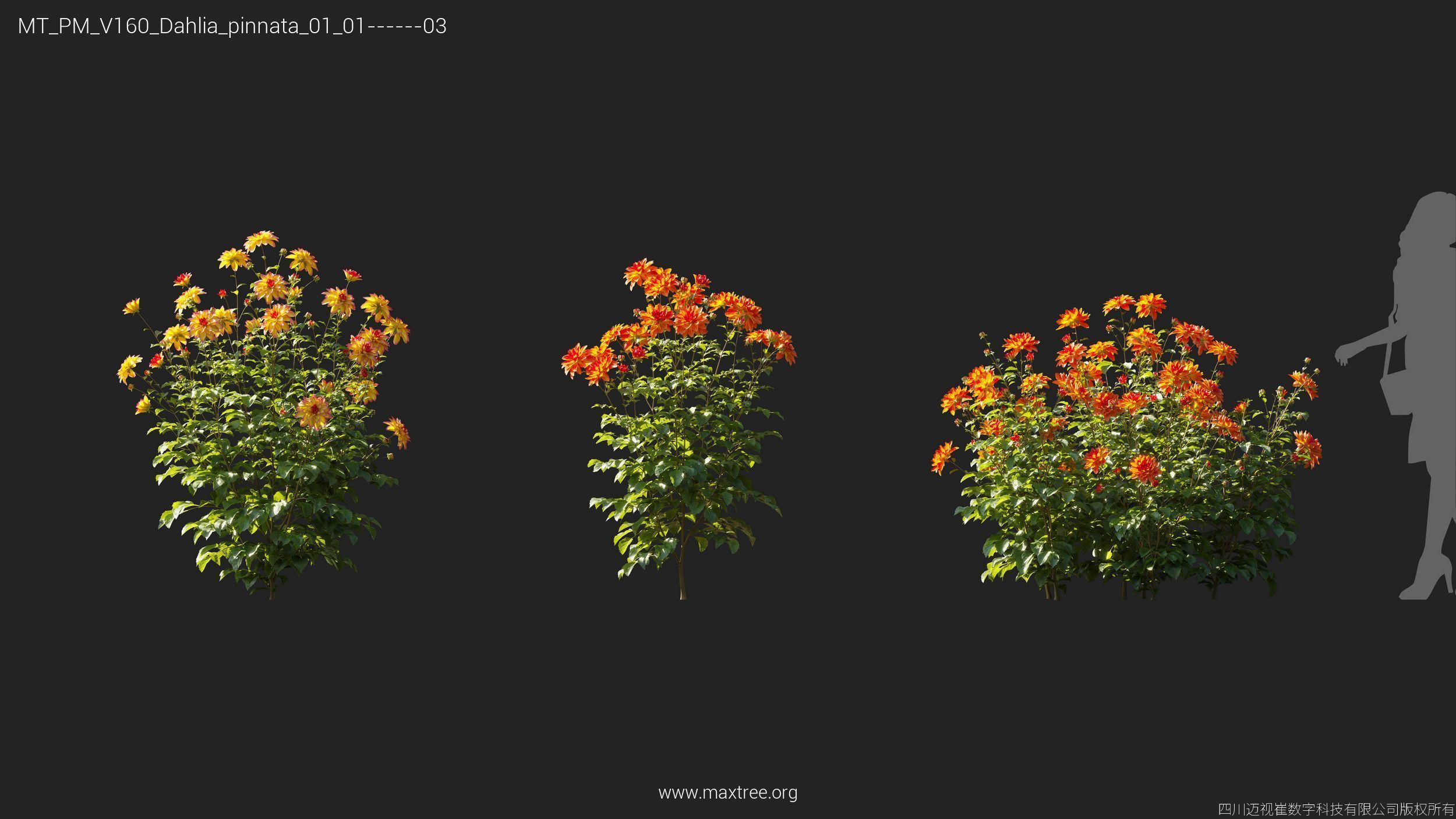 Maxtree Plant Models Vol 160 - Mesh 3D model_15