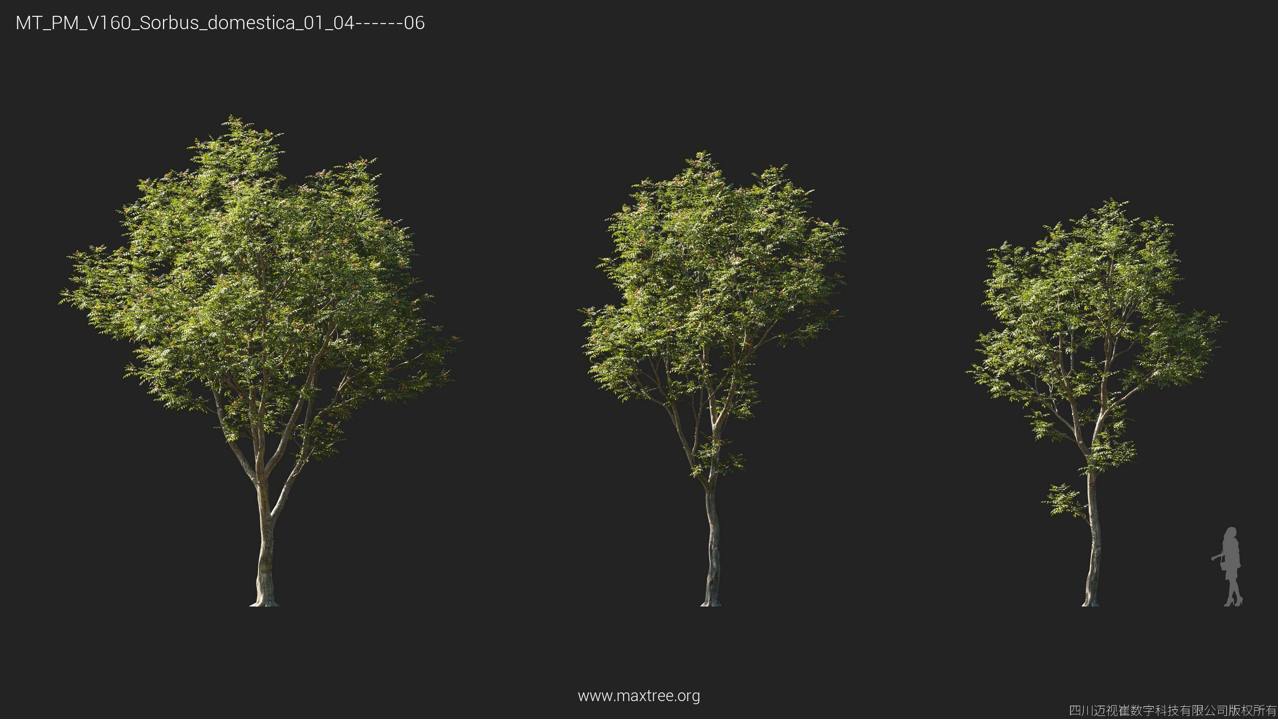 Maxtree Plant Models Vol 160 - Mesh 3D model_26