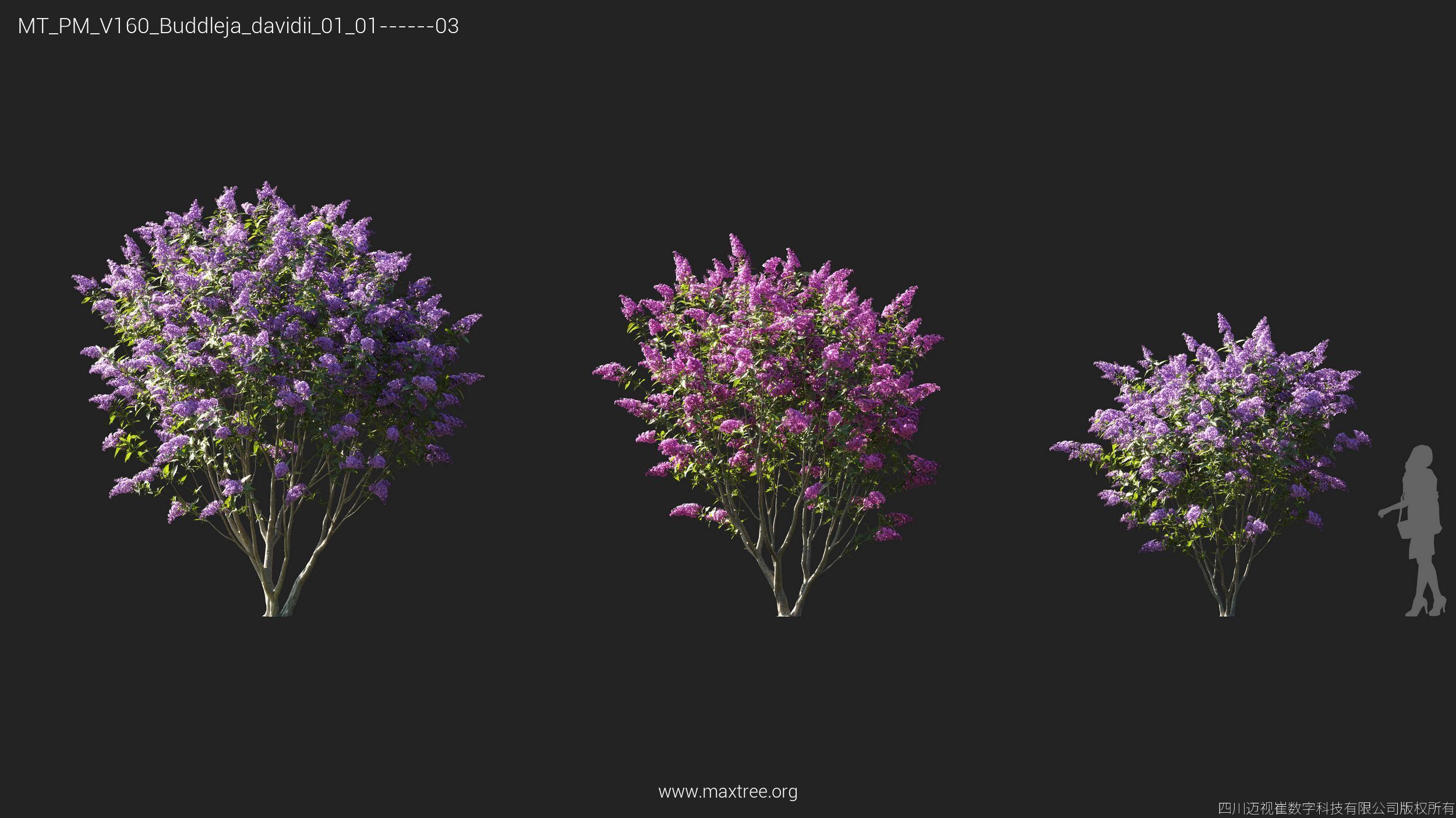 Maxtree Plant Models Vol 160 - Mesh 3D model_7